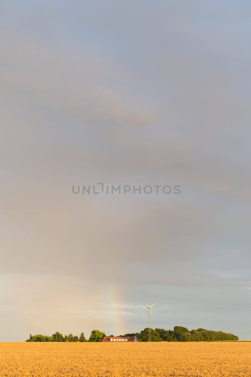 typical danish agricultural landscape with a rainbow over a wheat field