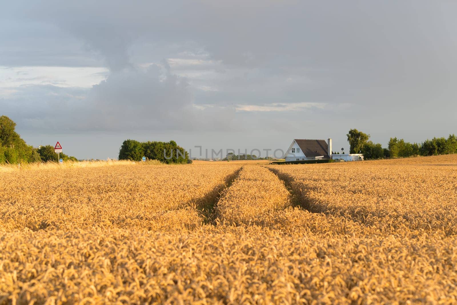 typical danish agricultural landscape with lots of ripe wheat