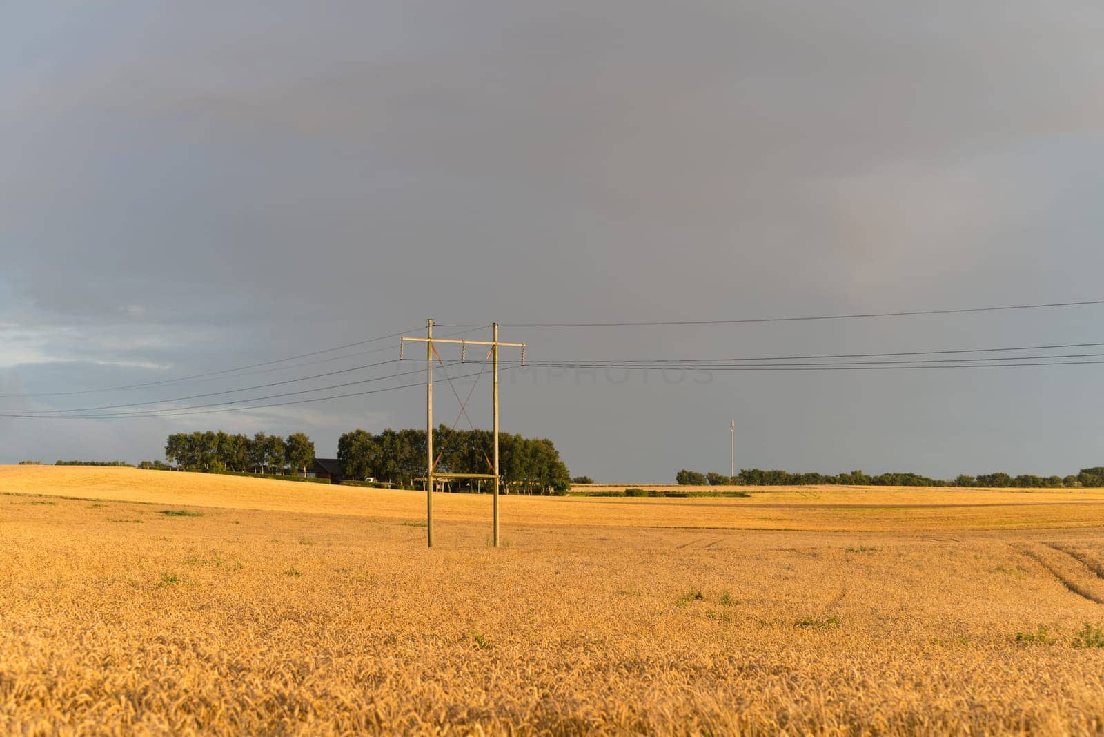 typical danish agricultural landscape with lots of ripe wheat