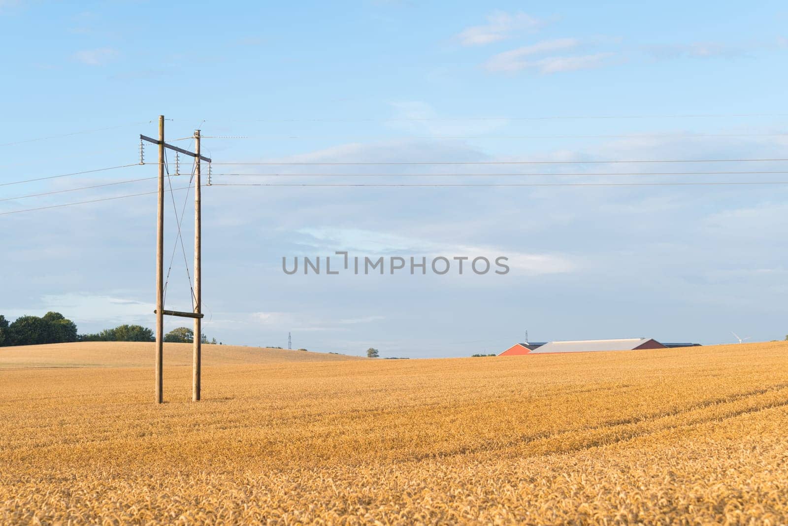 typical danish agricultural landscape with lots of ripe wheat