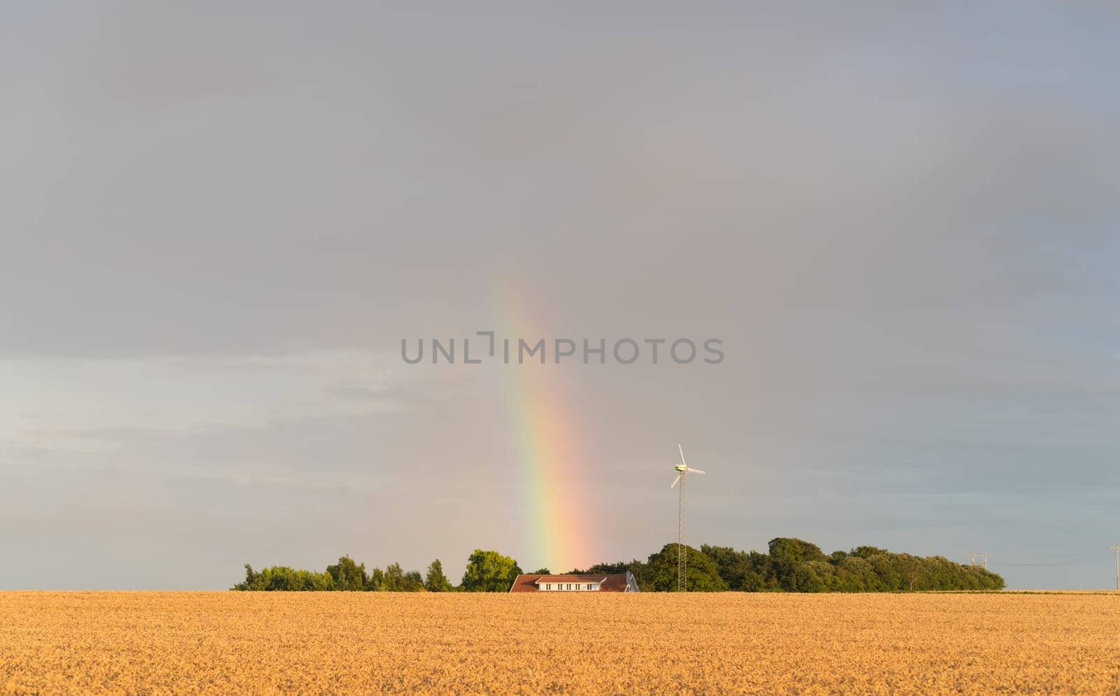 typical danish agricultural landscape with a rainbow over a wheat field
