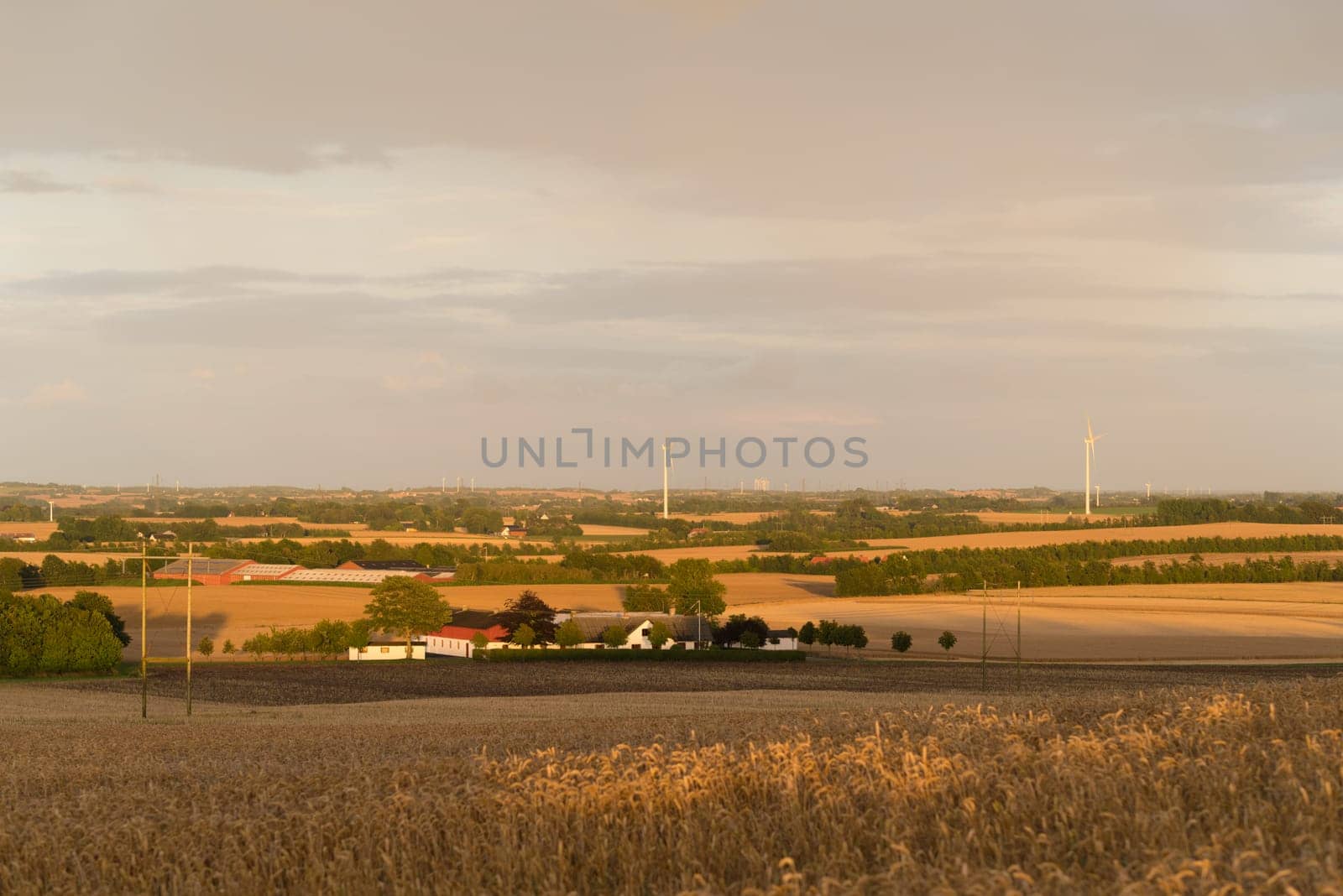 Hilly danish agricultural landscape with lots of wheat fields
