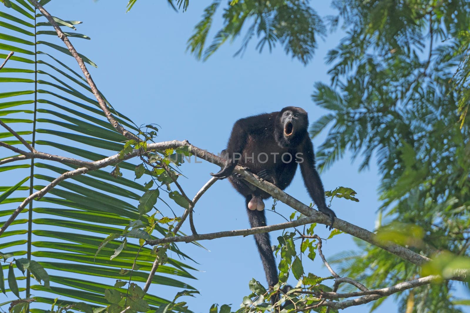 Male Howler Monkey howling in the Trees in Tortuguero National Park in Costa Rica