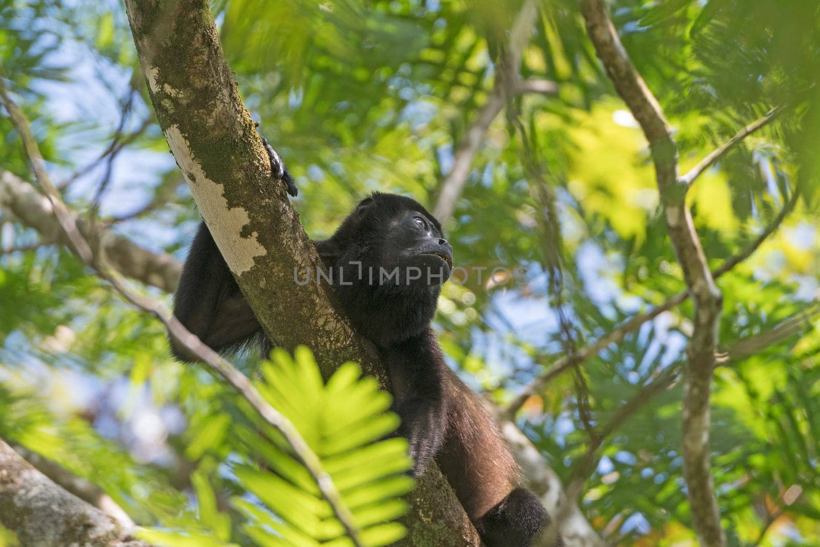 Howler Monkey in a Rain Forest Tree in Tortuguero National Park in Costa Rica