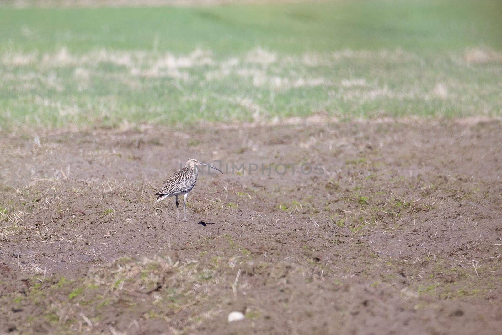Eurasian Curlew in Field.