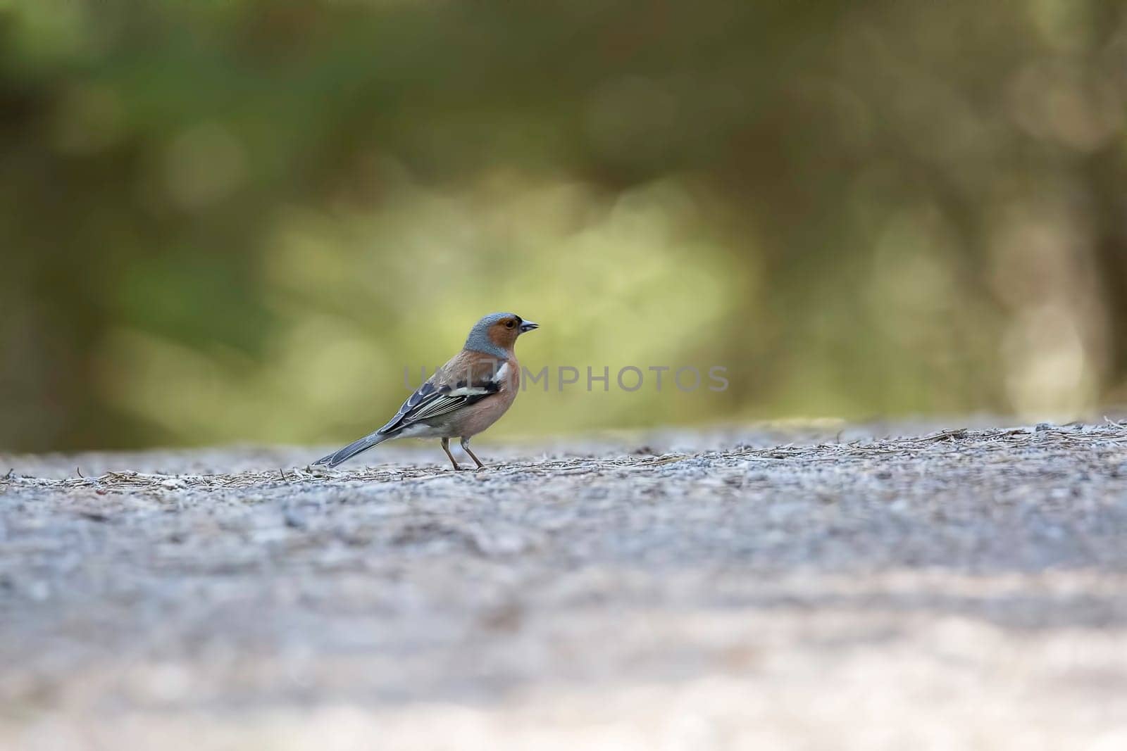 Common Chaffinch Bird Walking on Gravel.