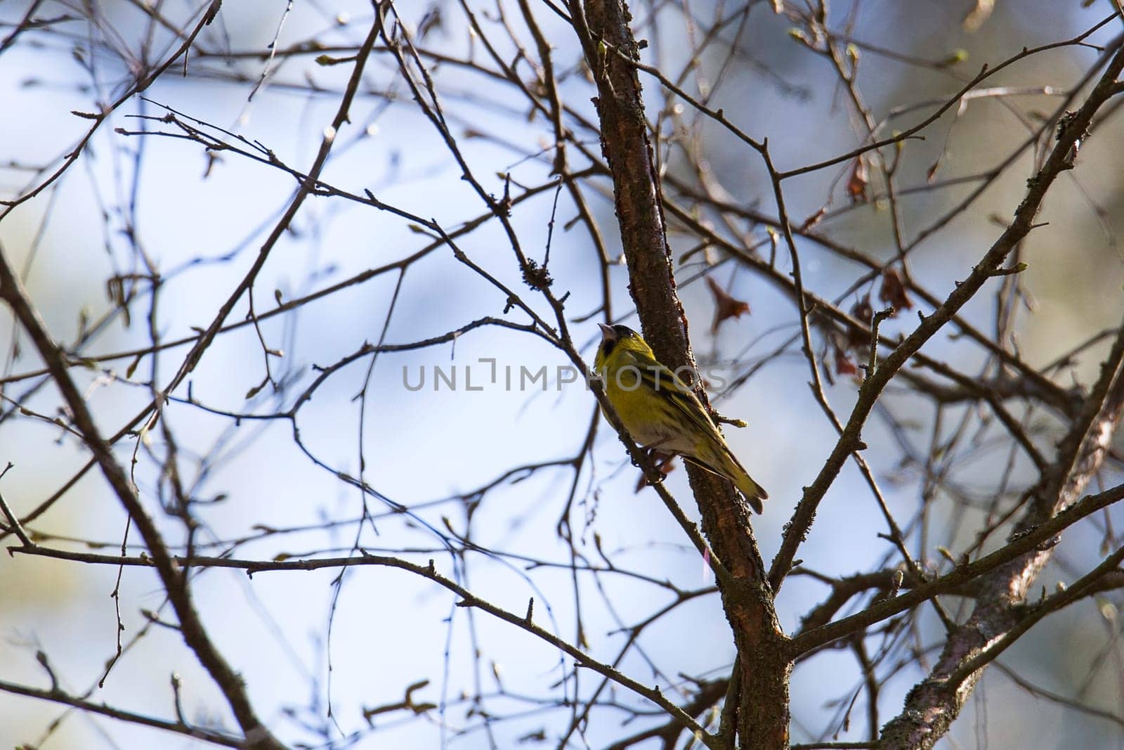 Common Siskin in sitting in tree.