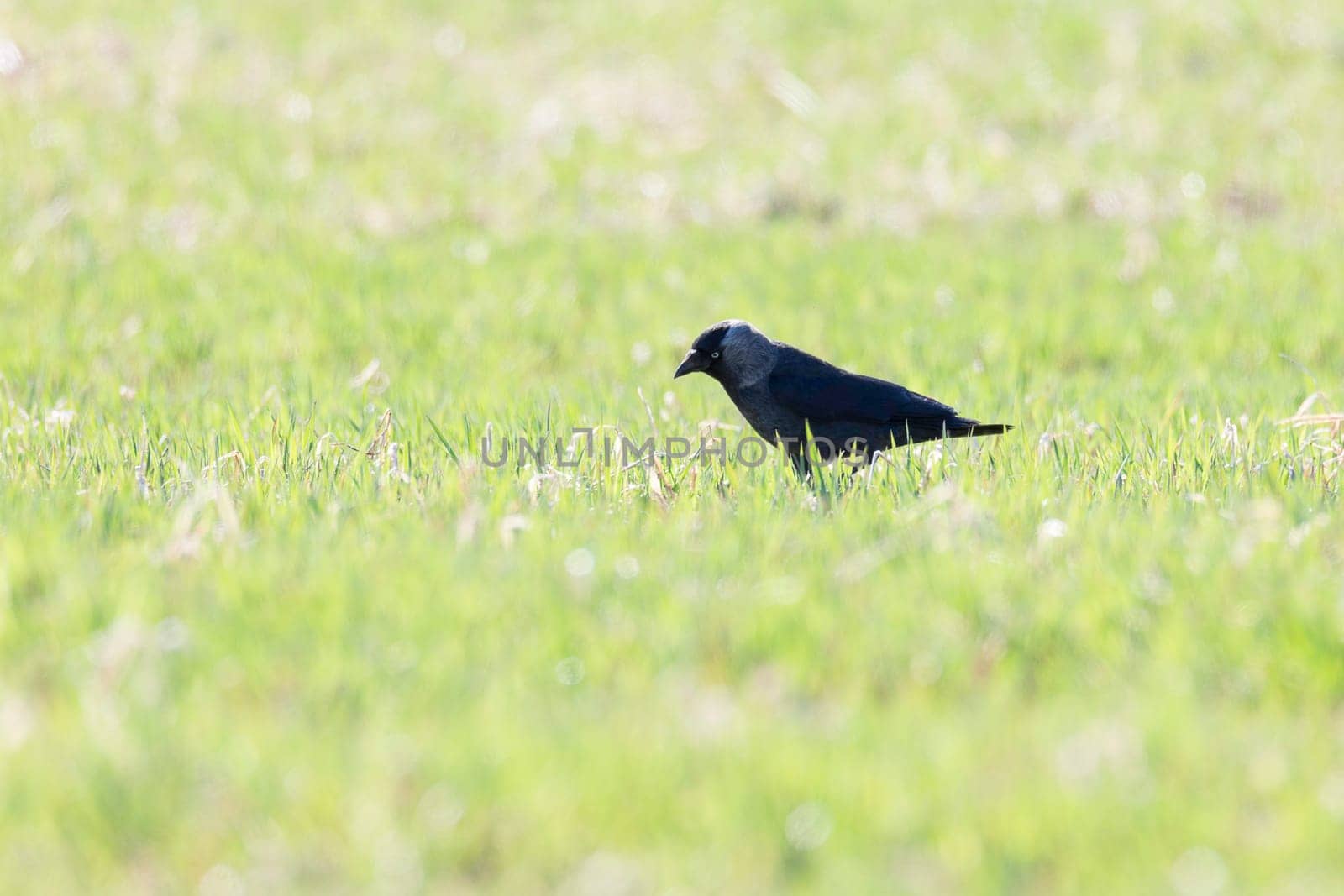 Jackdaw Looking for food in grass.