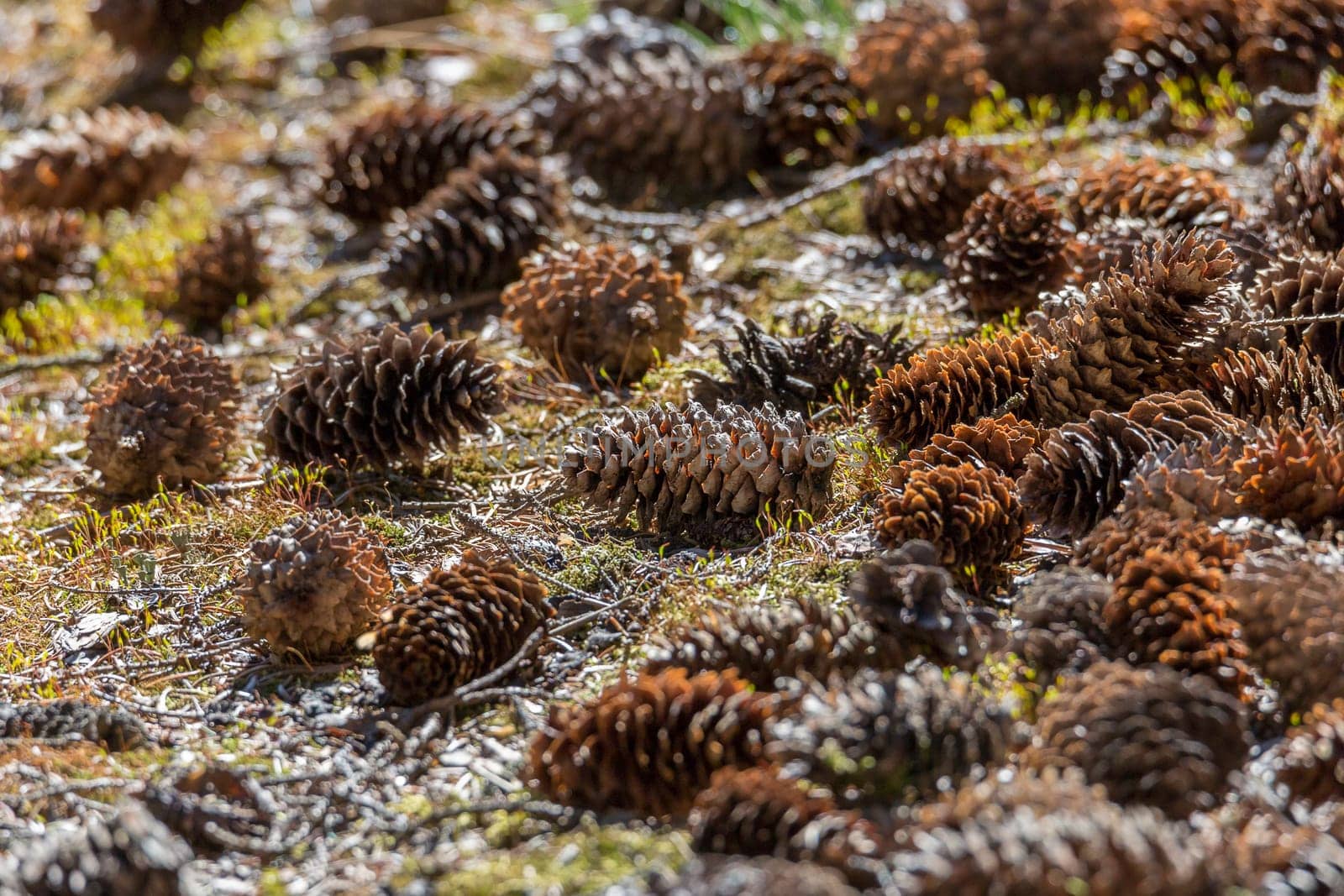 Spruce Tree Cones on the Ground.