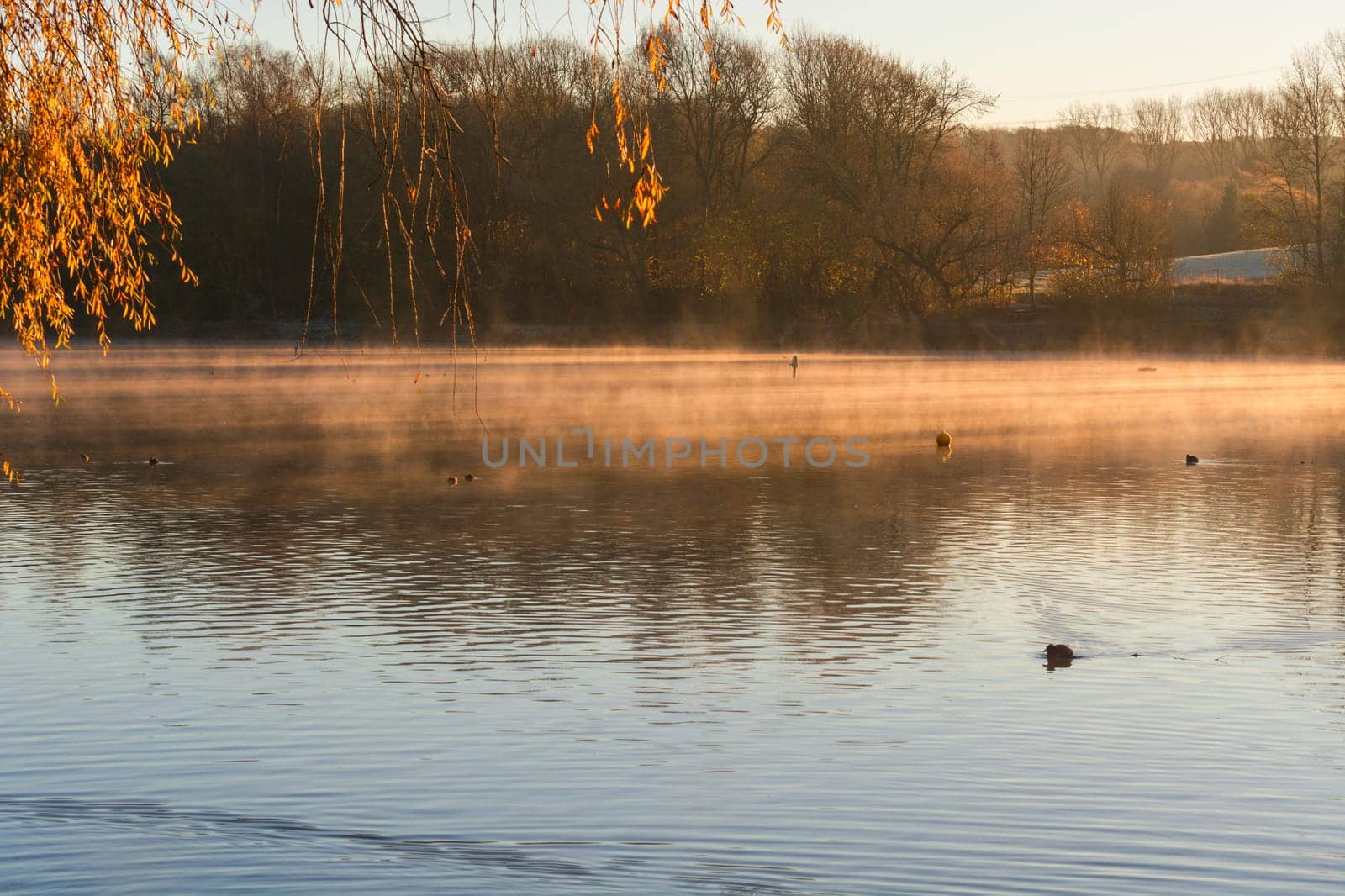 Tomorrow with fog and sun reflection at a small lake in Heiligenhaus,Germany..