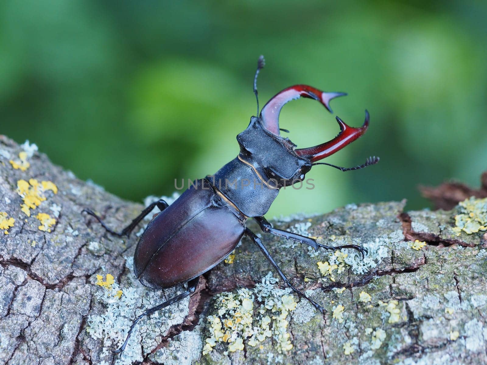 Stag beetle - male