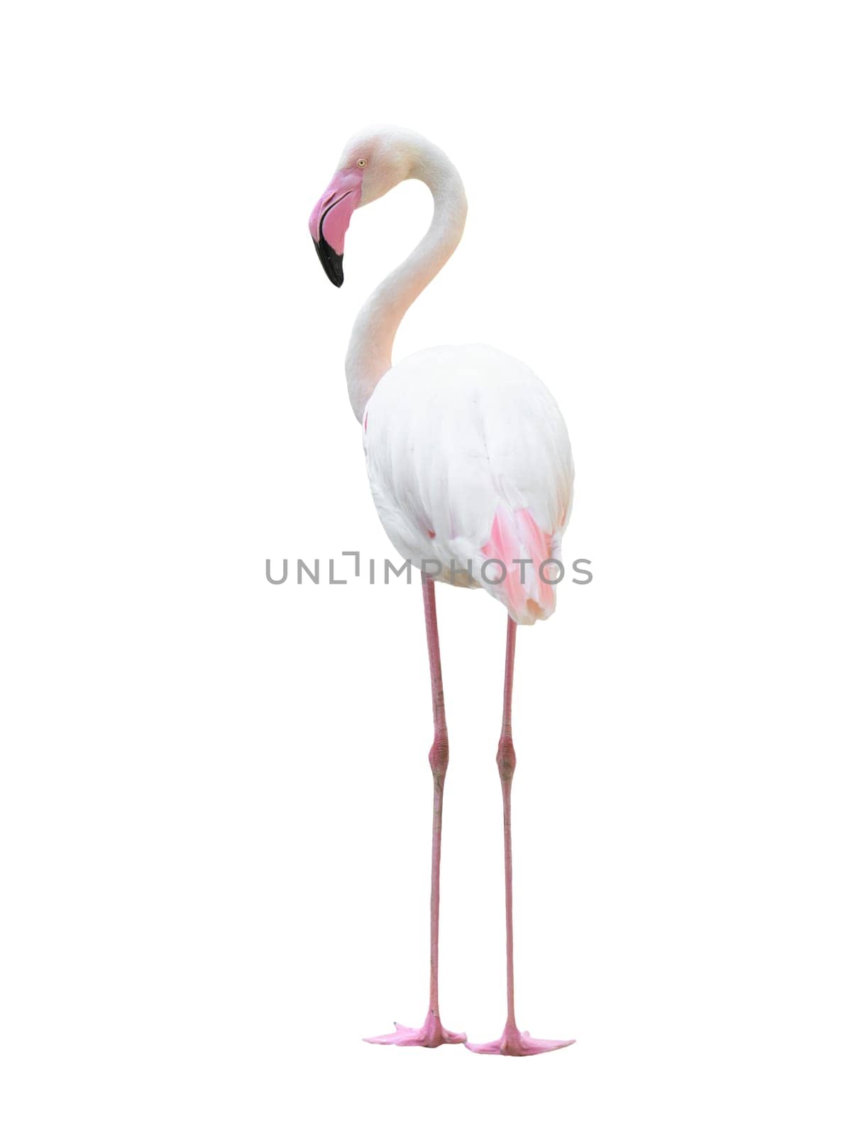 greater flamingo (Phoenicopterus roseus) isolated on white background