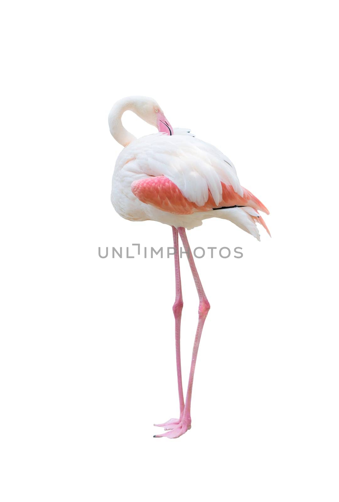 greater flamingo (Phoenicopterus roseus) isolated on white background