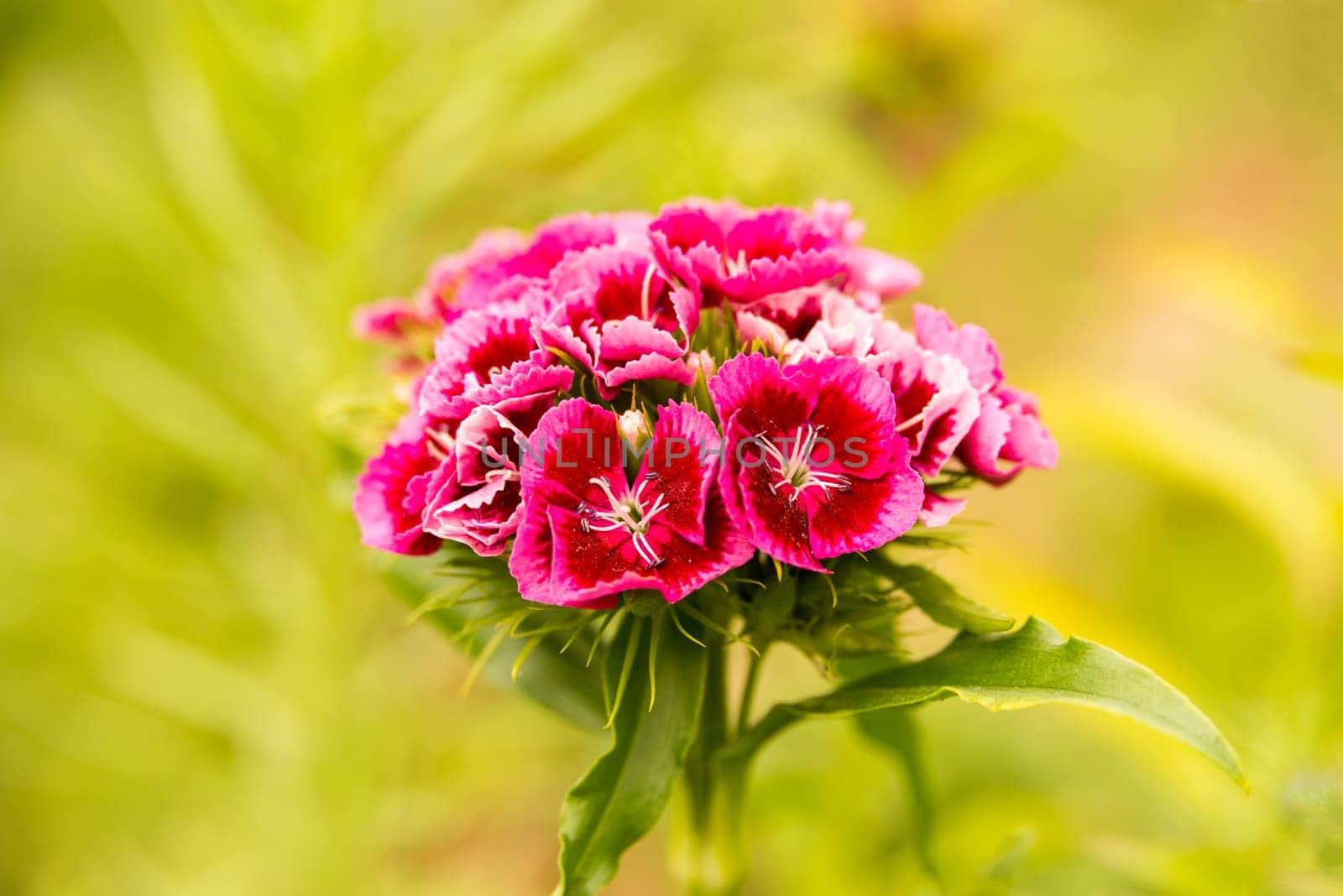 Red bearded carnion flower against a blurred green background