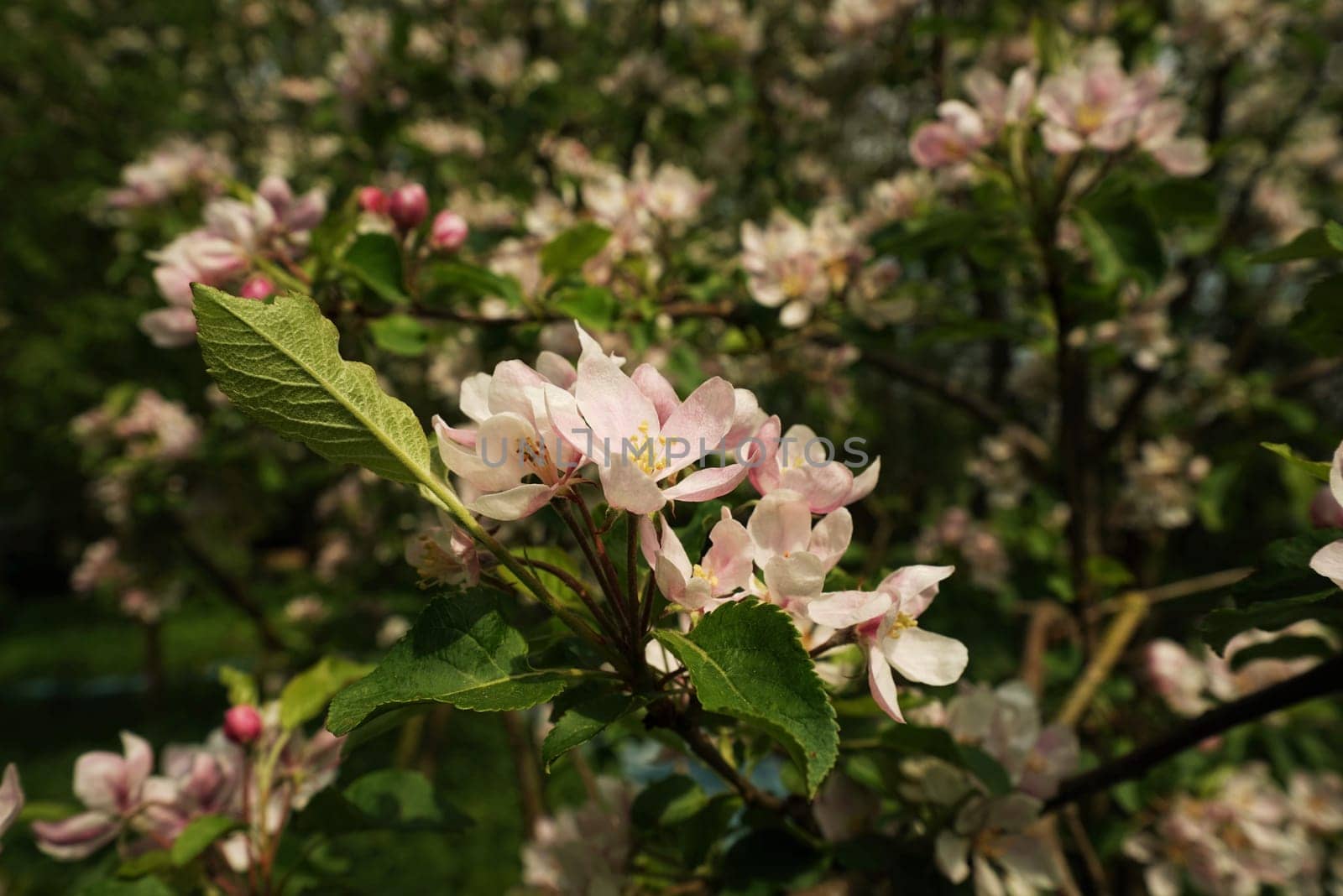 Apple blossom