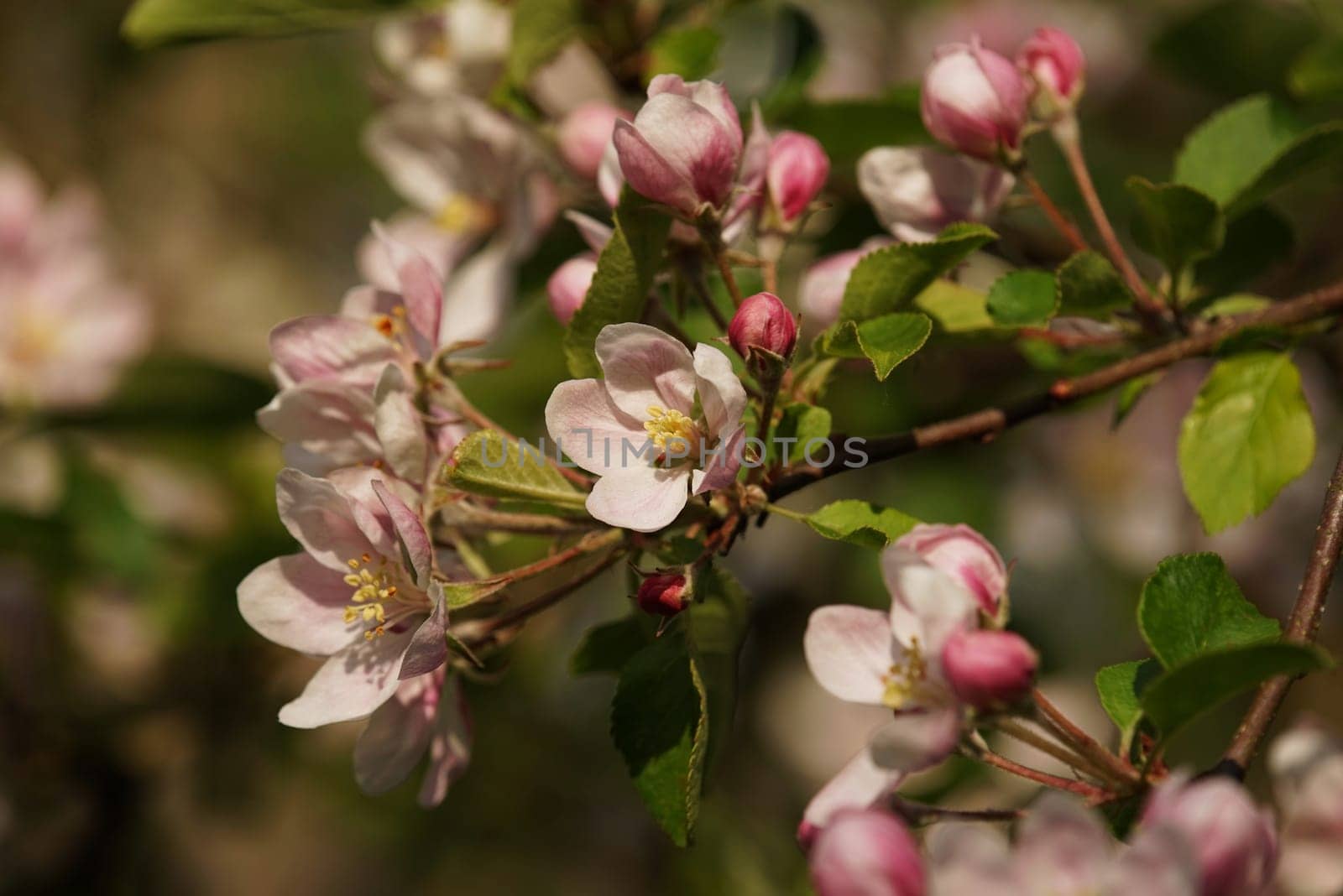 Apple blossom