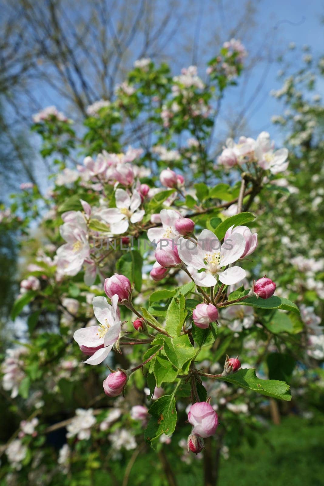 Apple blossom