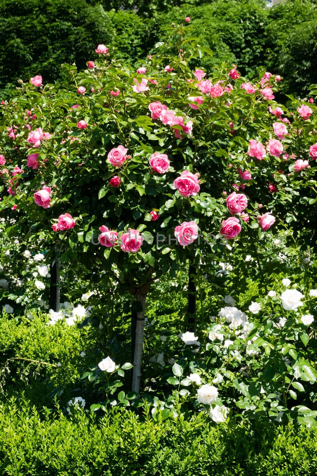 Rose bush with pink roses,garden in spring