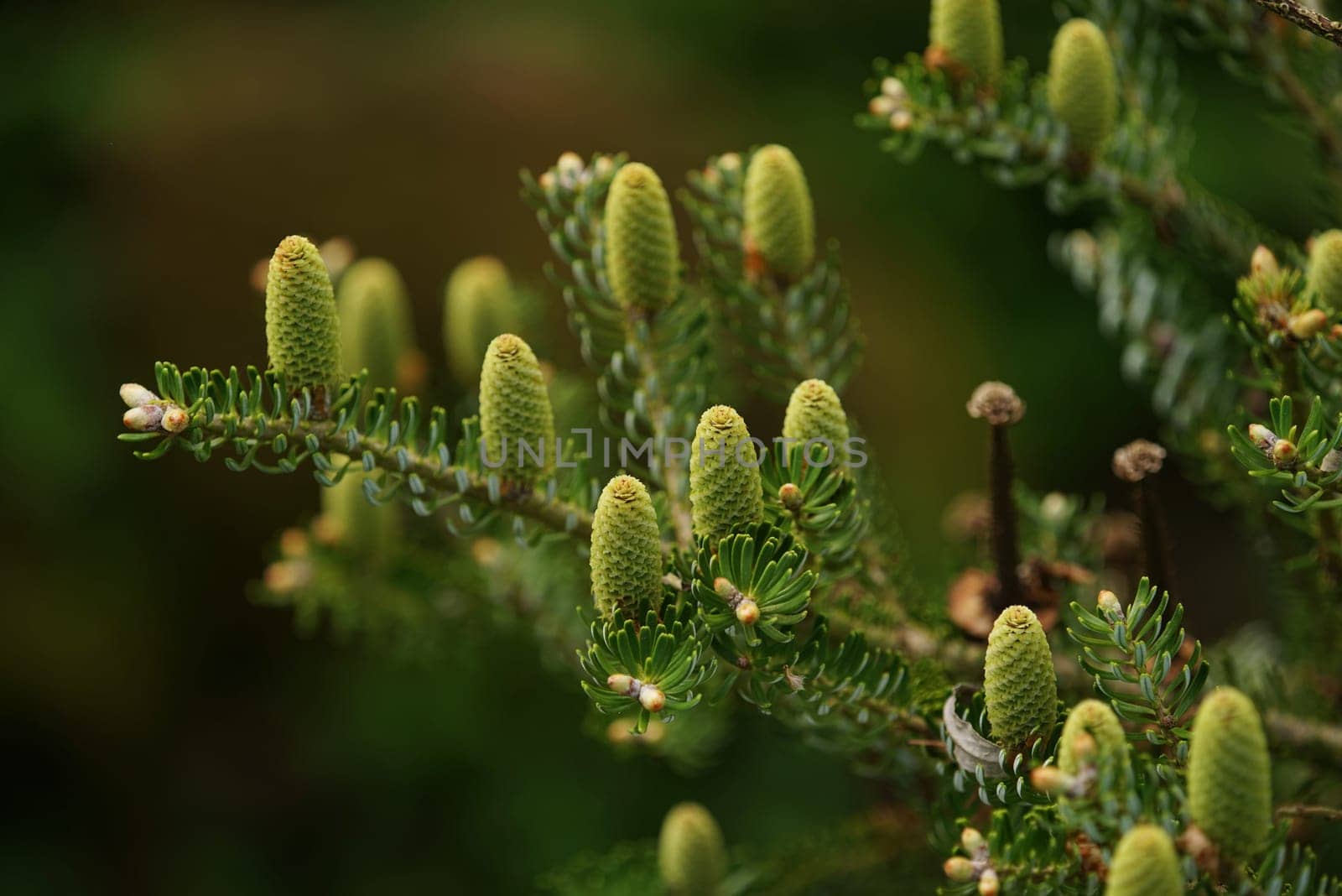 Conifer in spring with young cones