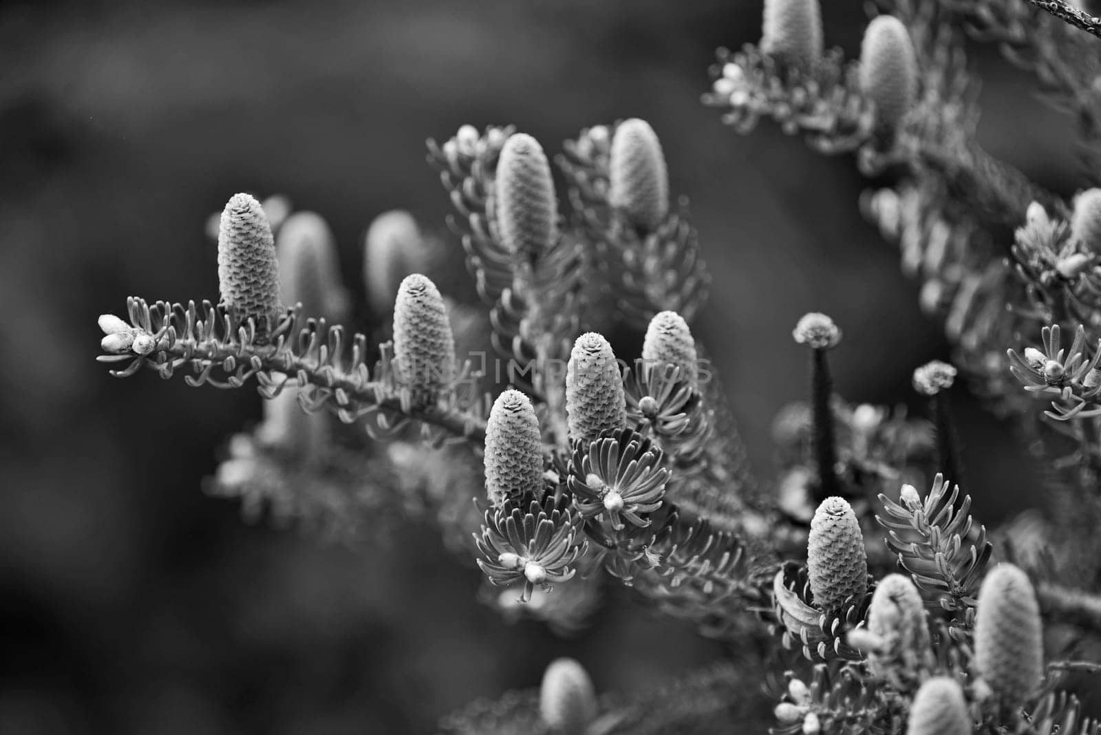 Conifer in spring with young cones