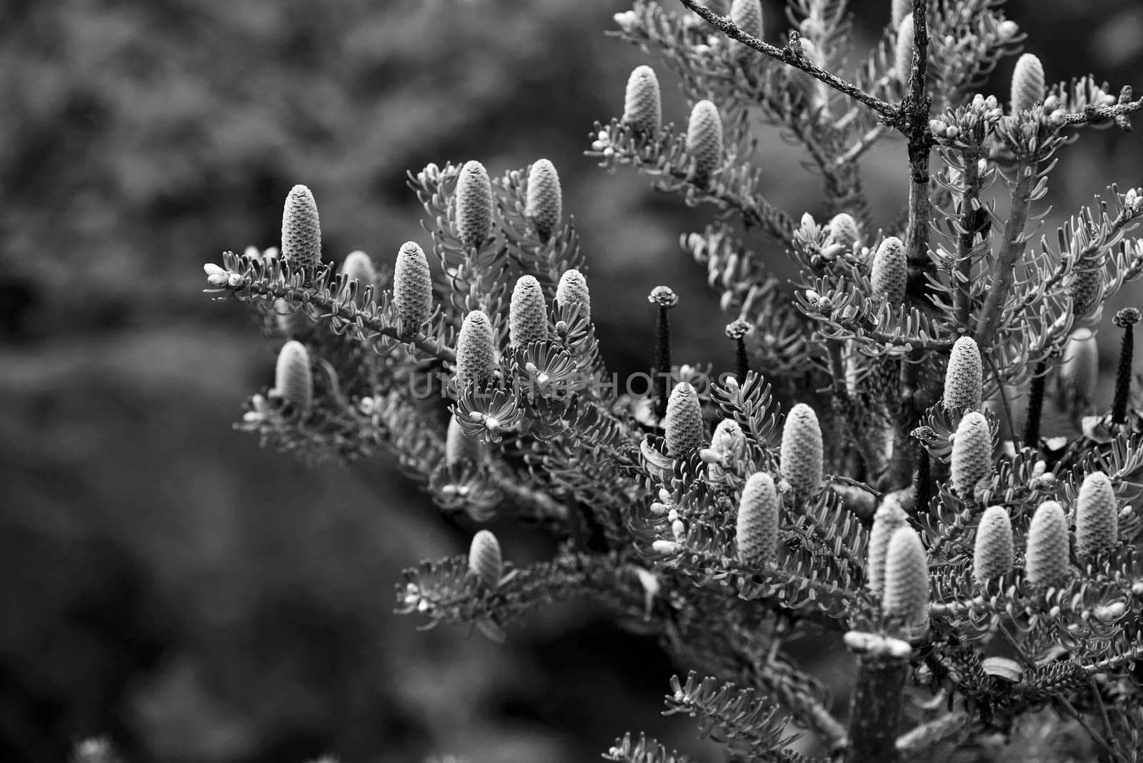 Conifer in spring with young cones