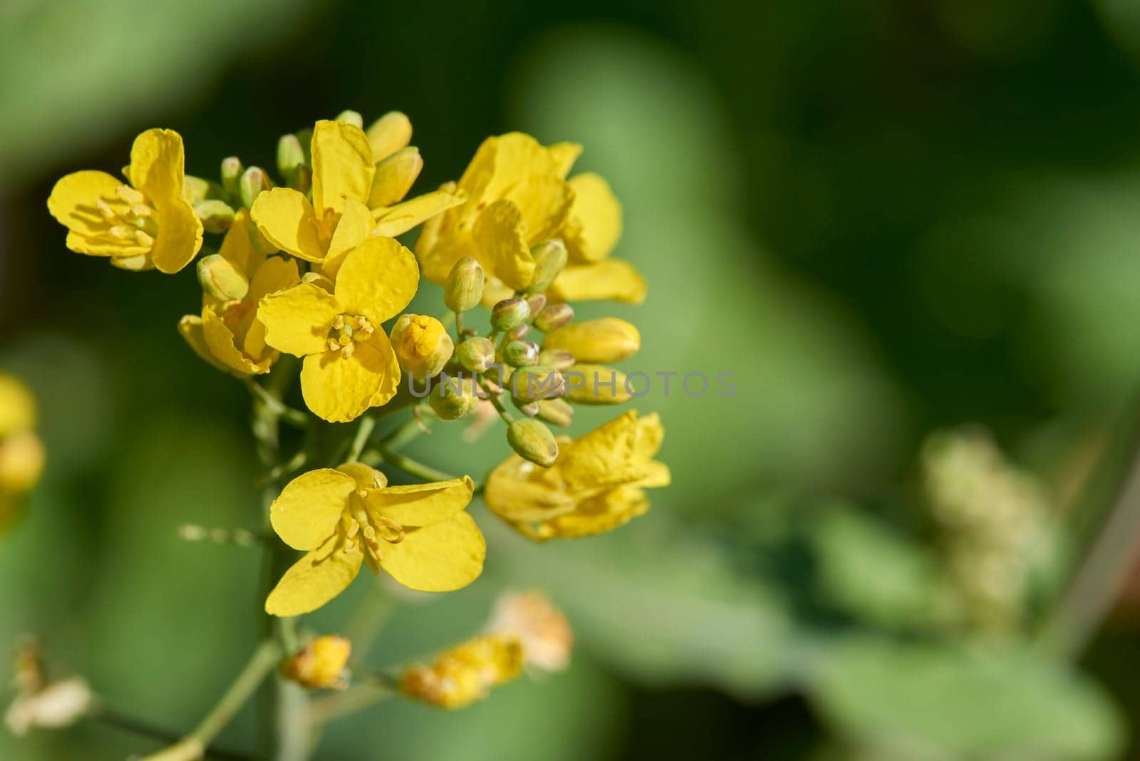 flowering rapeseed
