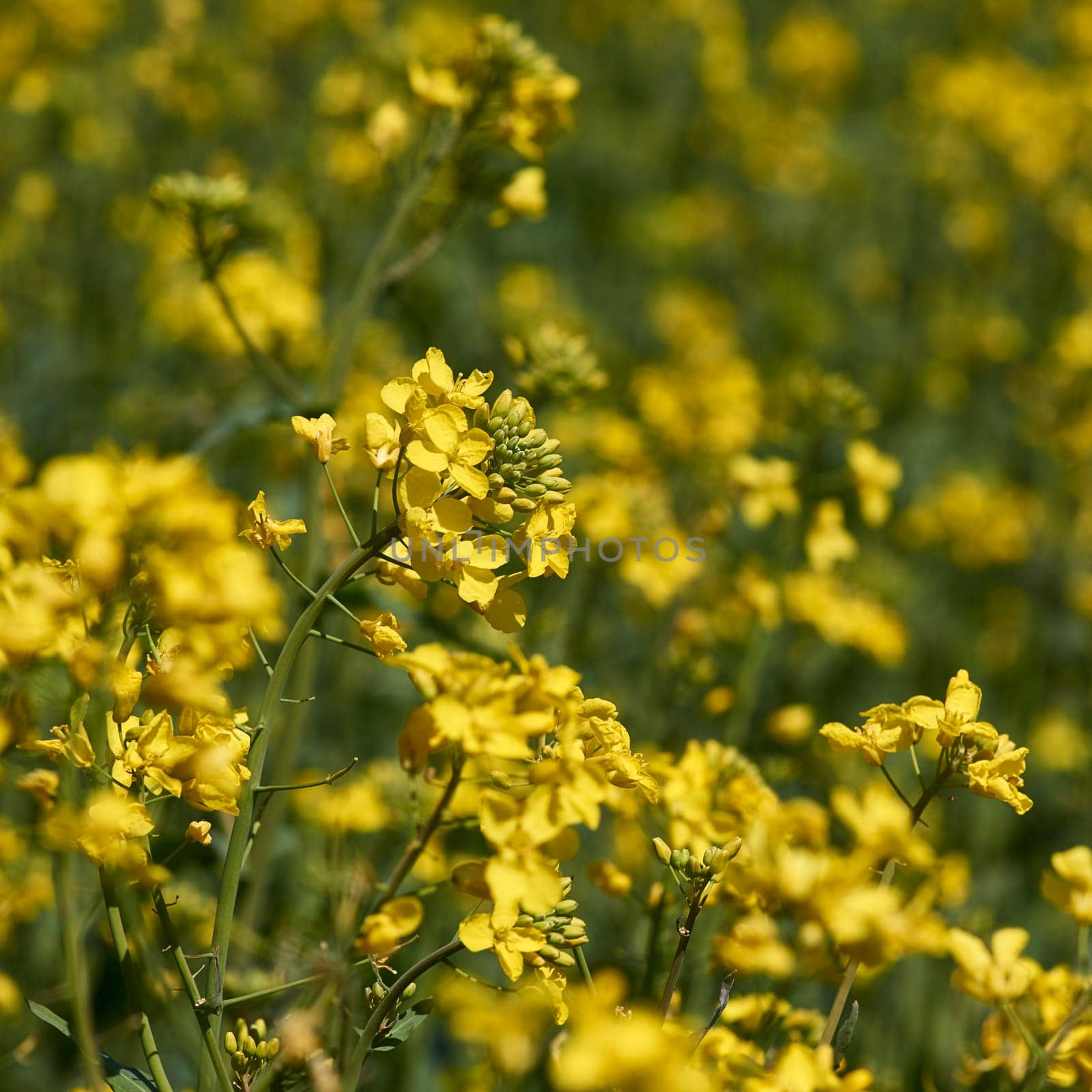 flowering rapeseed