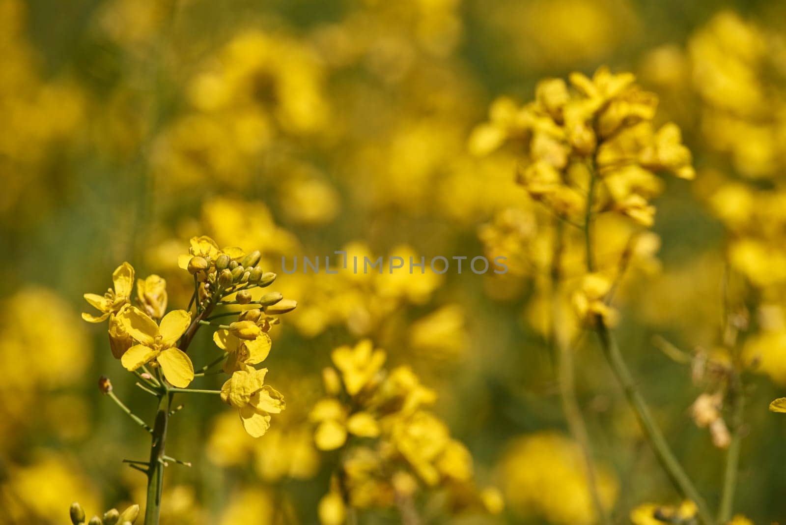 flowering rapeseed