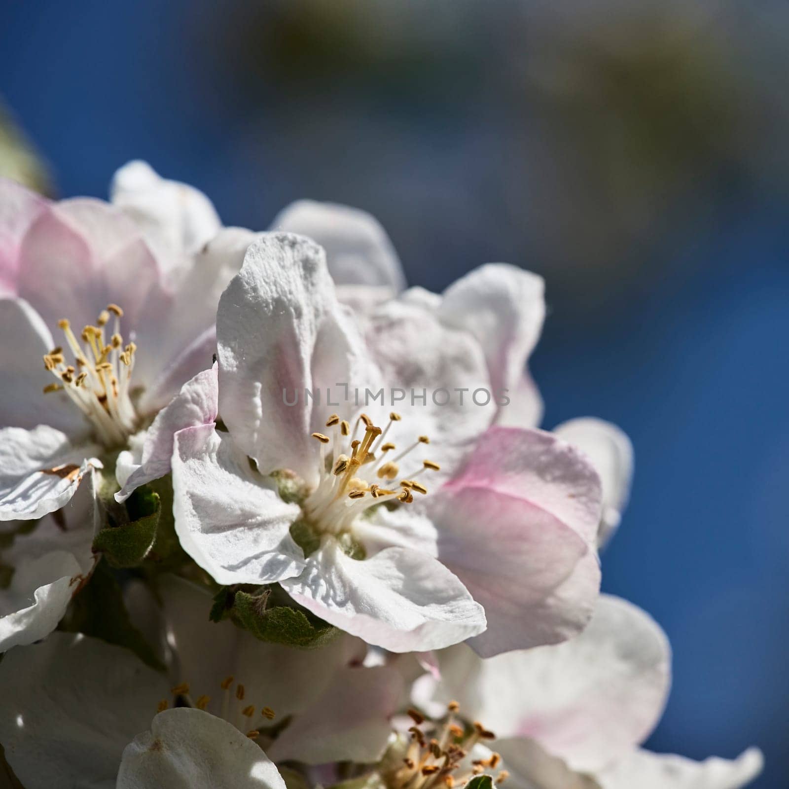 flowering apple trees