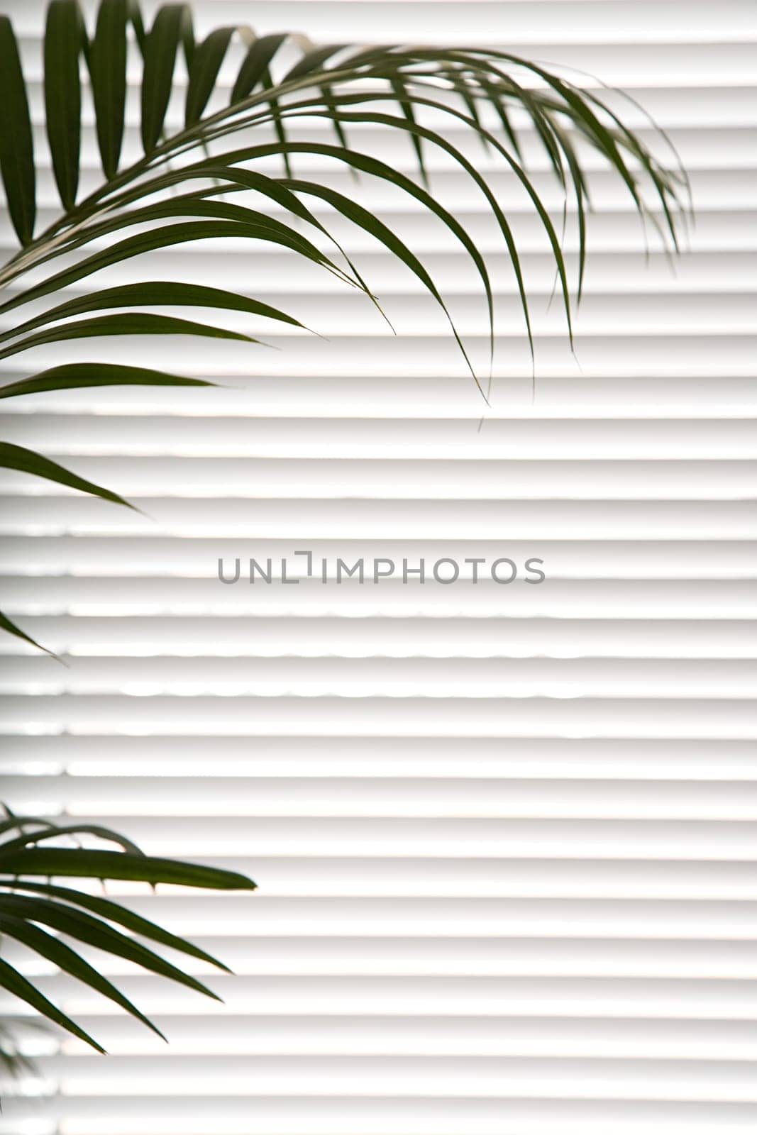 Plant against blinds