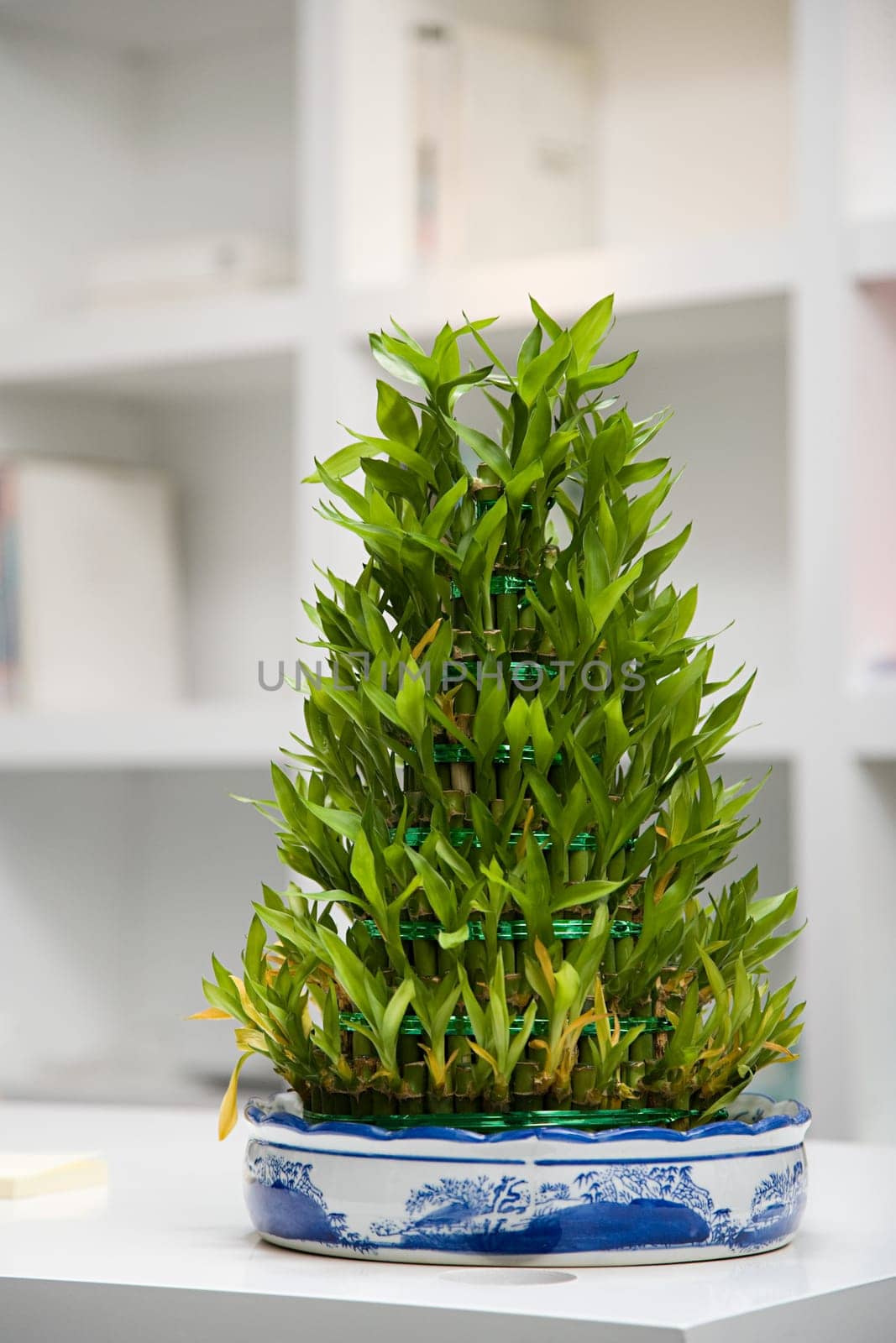 Plant in an office