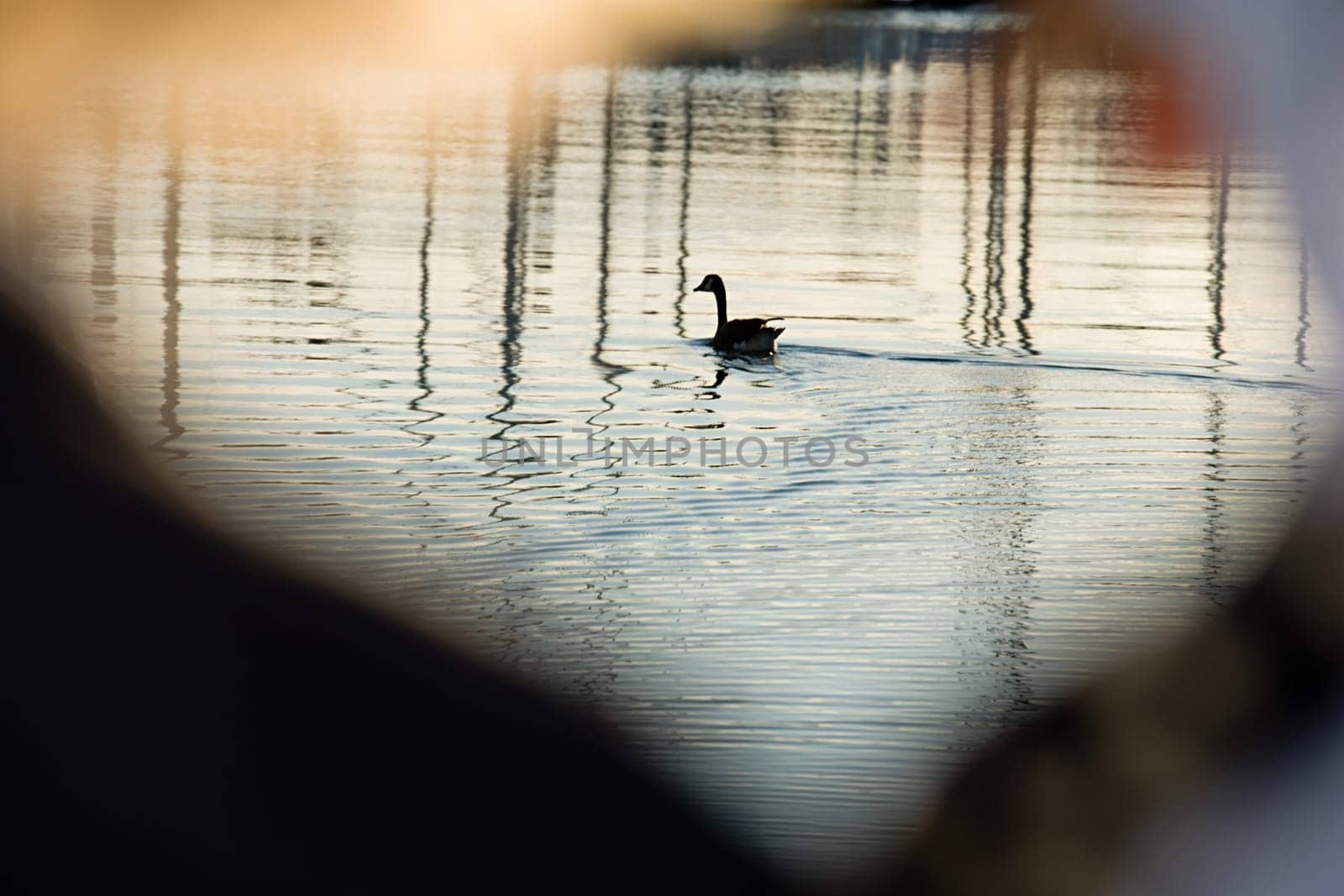 Goose on water