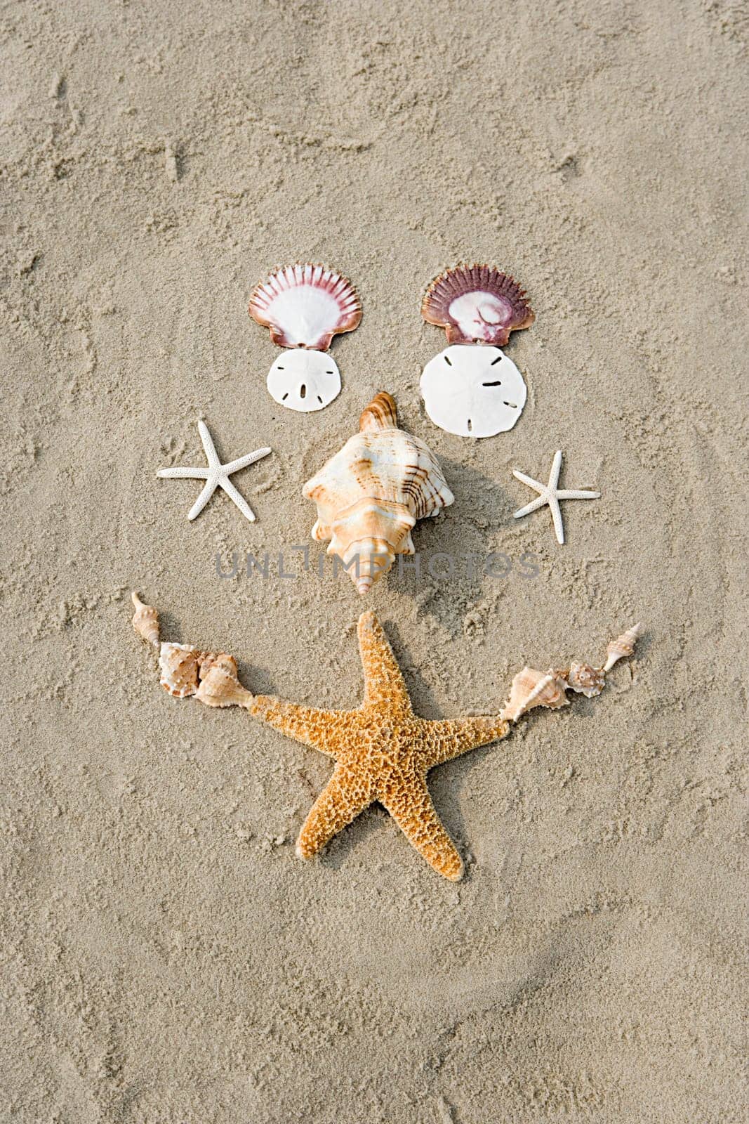 Starfish and shells
