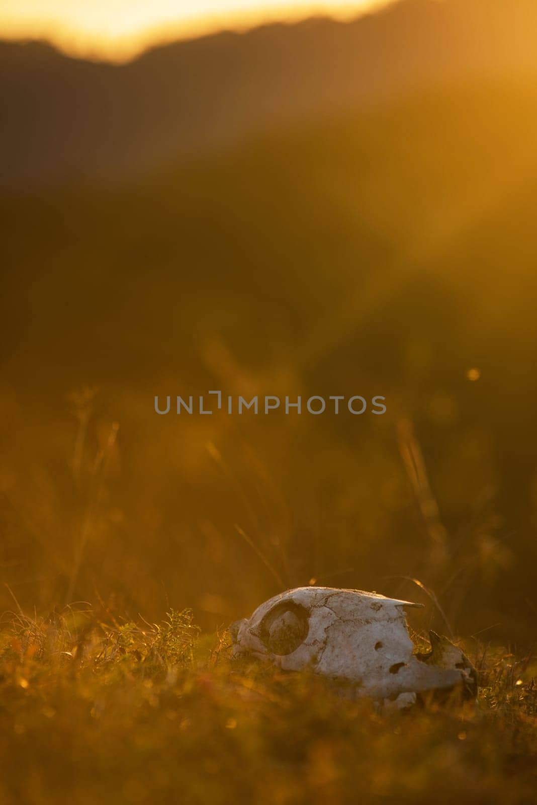 Animal skull in a atumn grass, sunrise morning