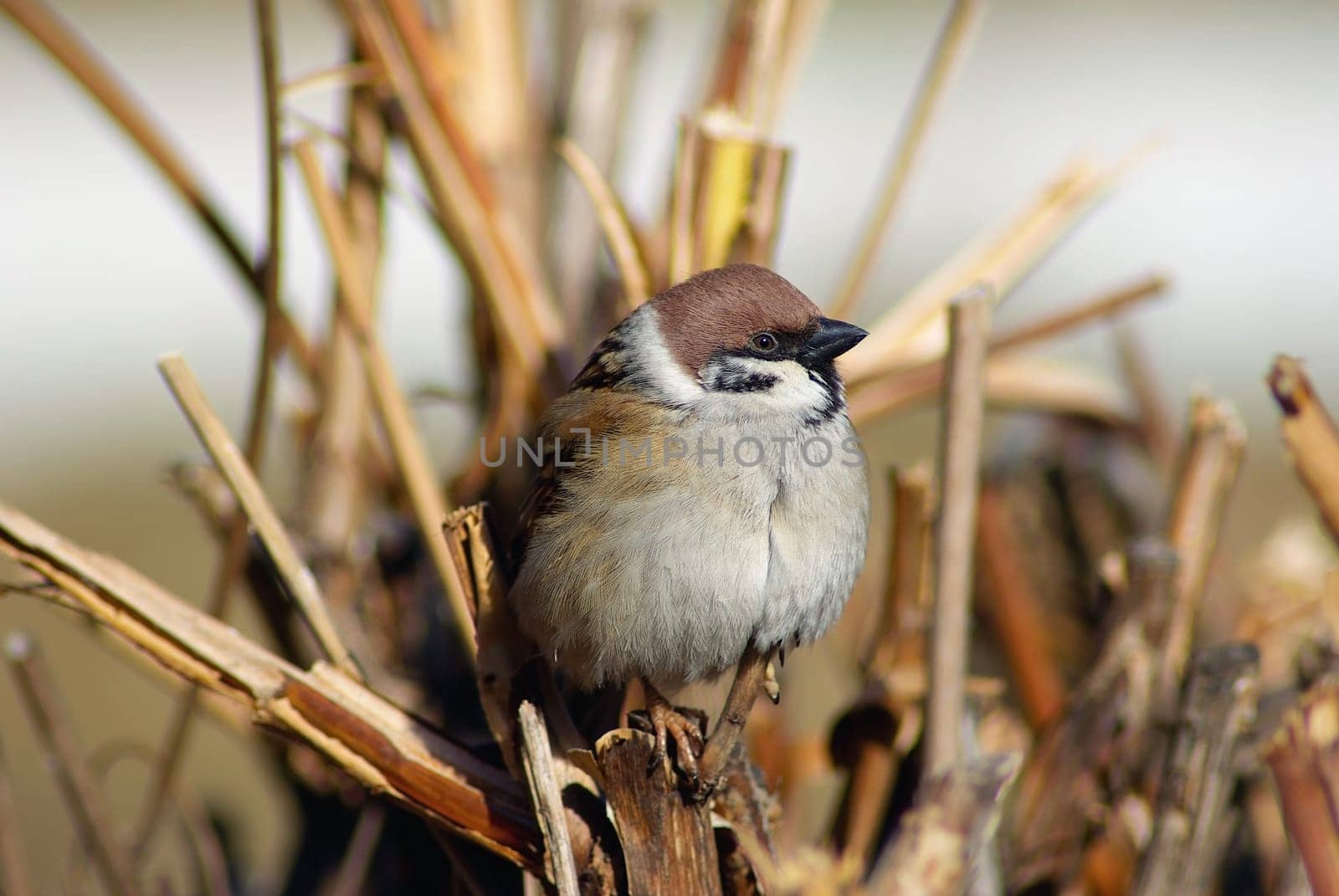 House sparrow perched on a tree branch. Shallow depth of field. Selective focus.