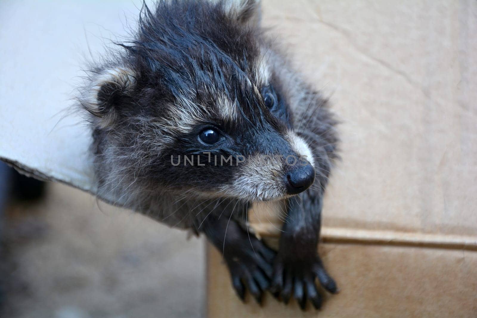 A wet little raccoon - baby looks out of a box to the right