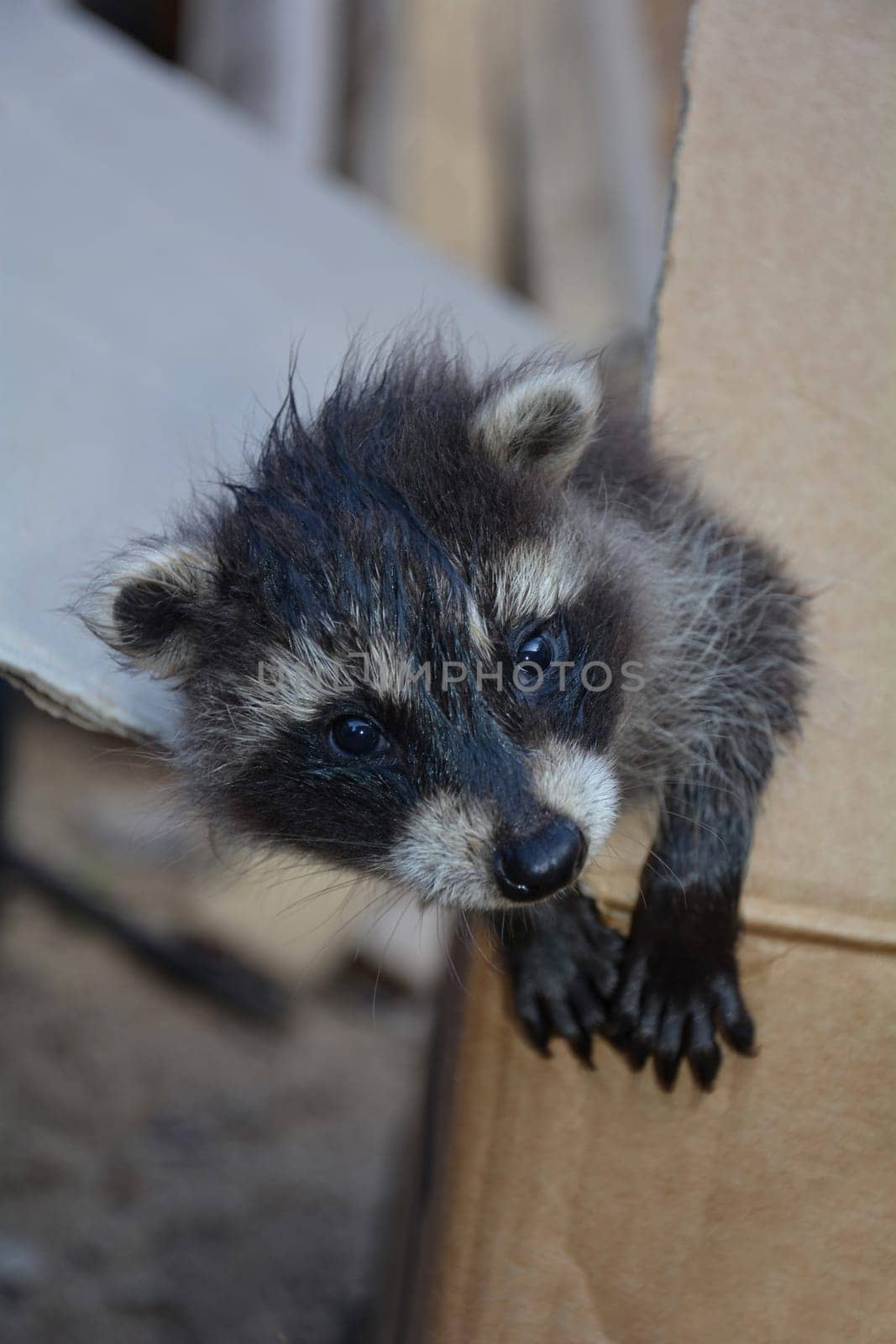 A little raccoon - baby looks out of a box