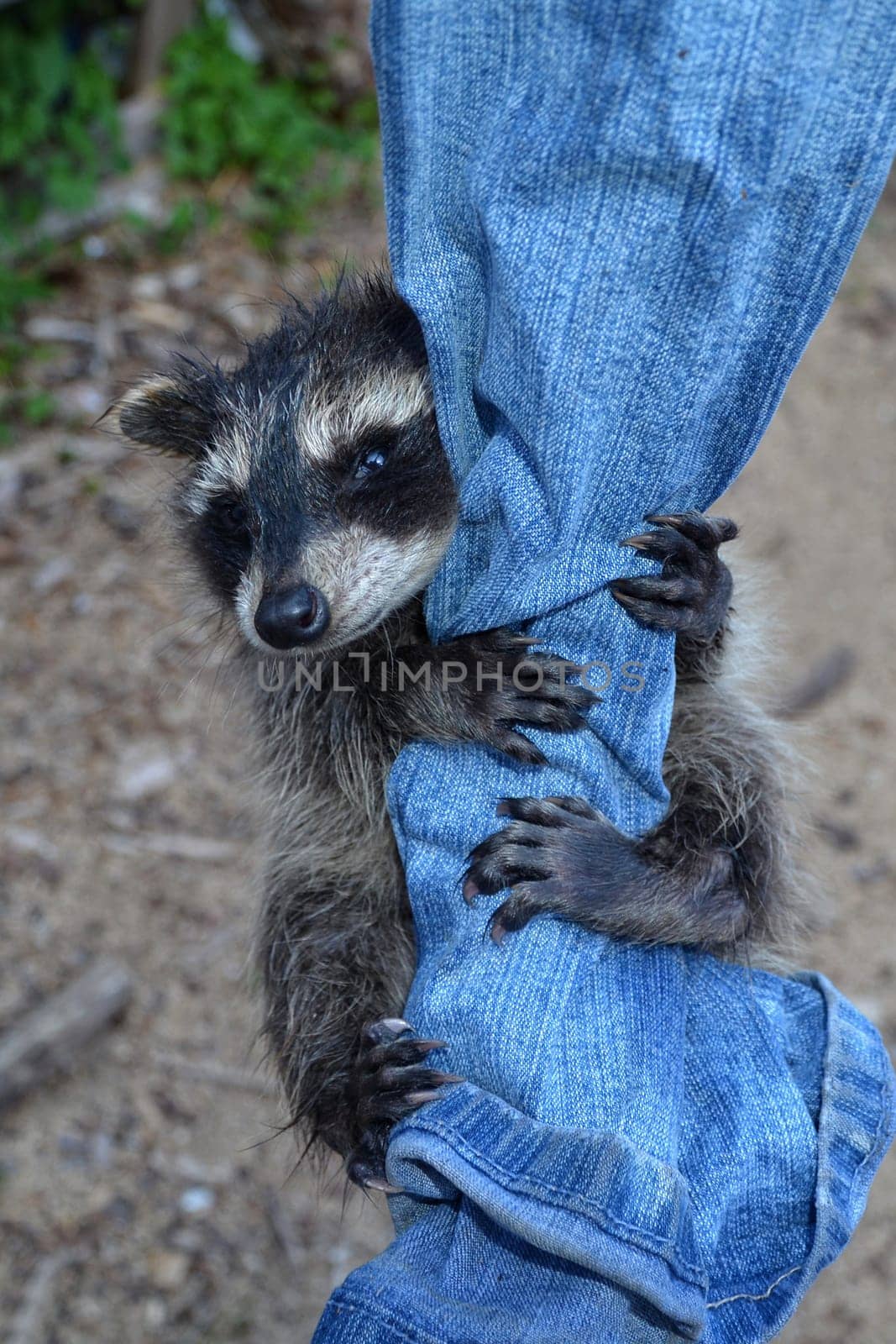 A little raccoon - baby hangs on a pair of jeans and looks forward