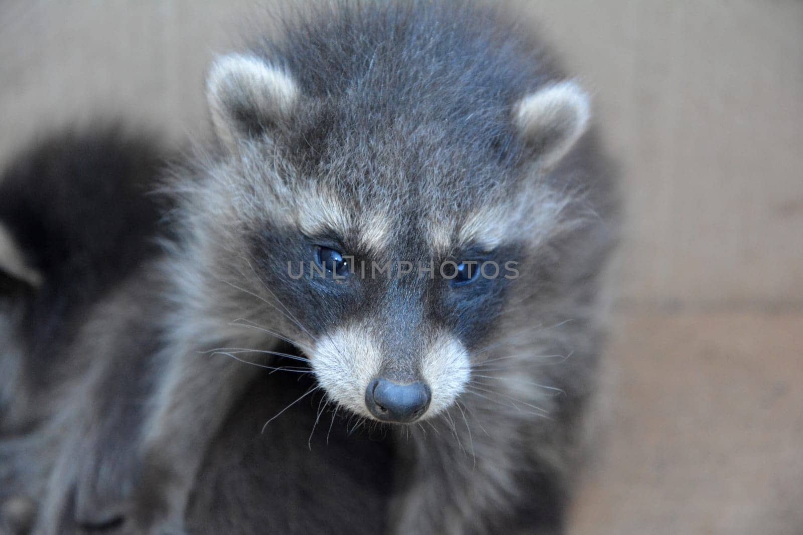 Head of a raccoon baby
