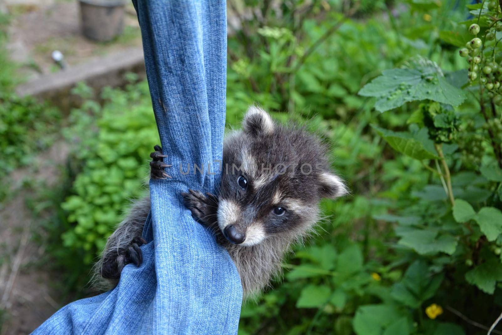 A little raccoon - baby hangs on a pair of jeans in green nature and looks forward