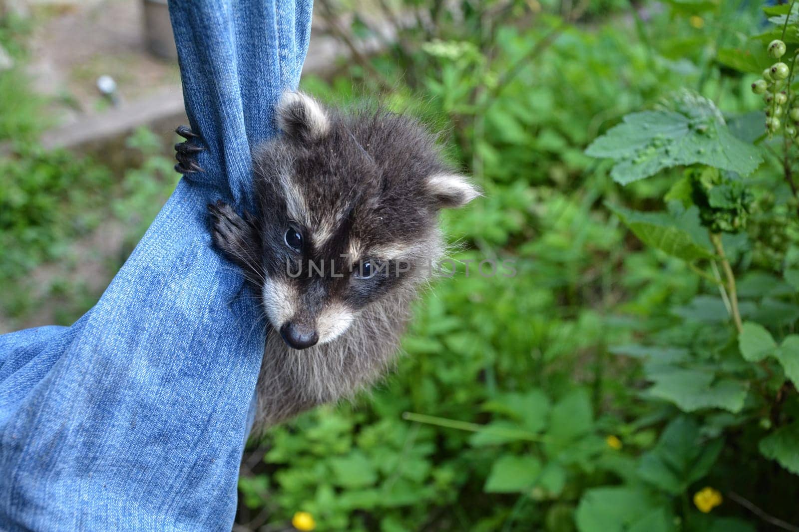 A little raccoon - baby hangs on a pair of jeans in green nature