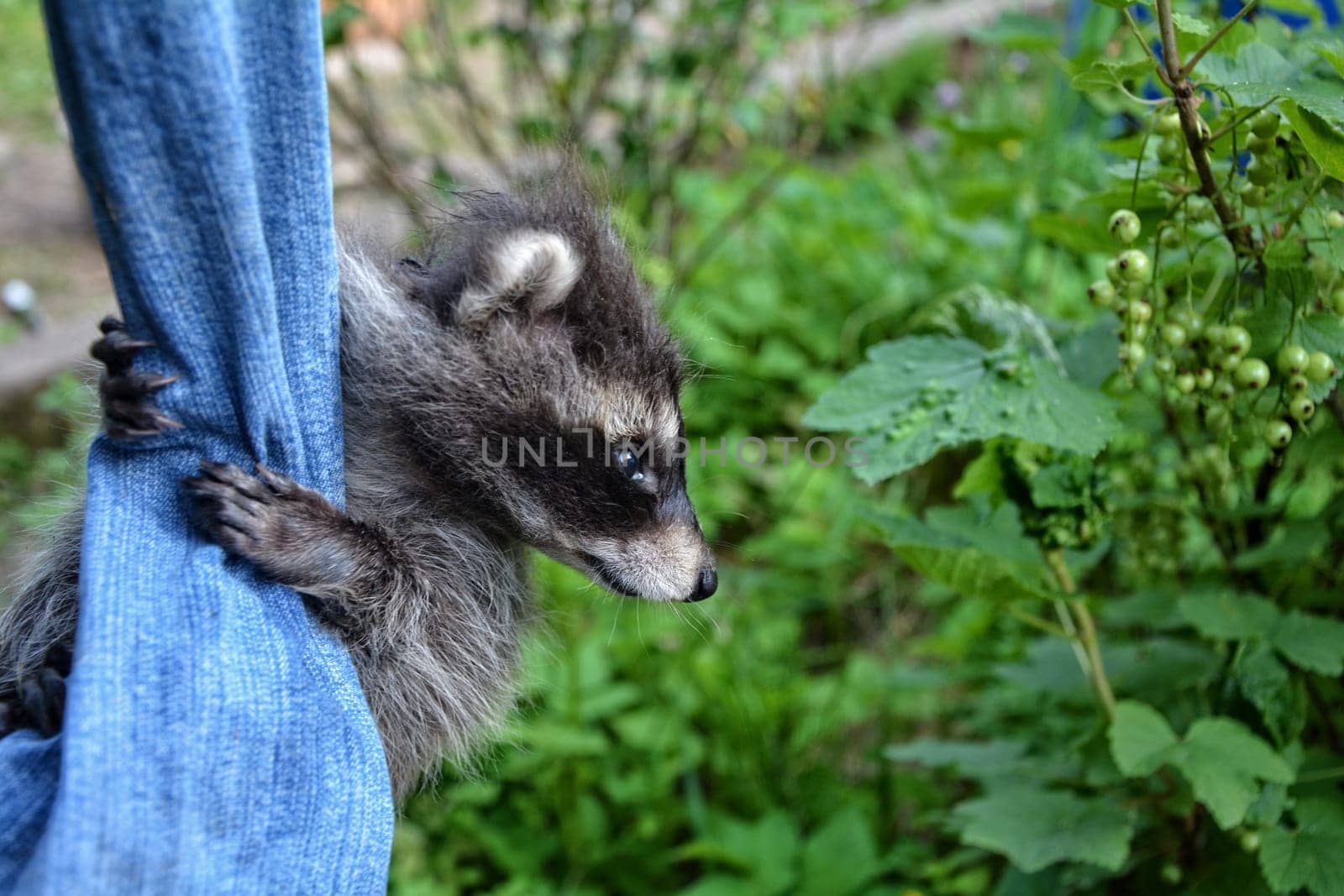 A little raccoon - baby hangs on a pair of jeans in the green nature and looks to the right