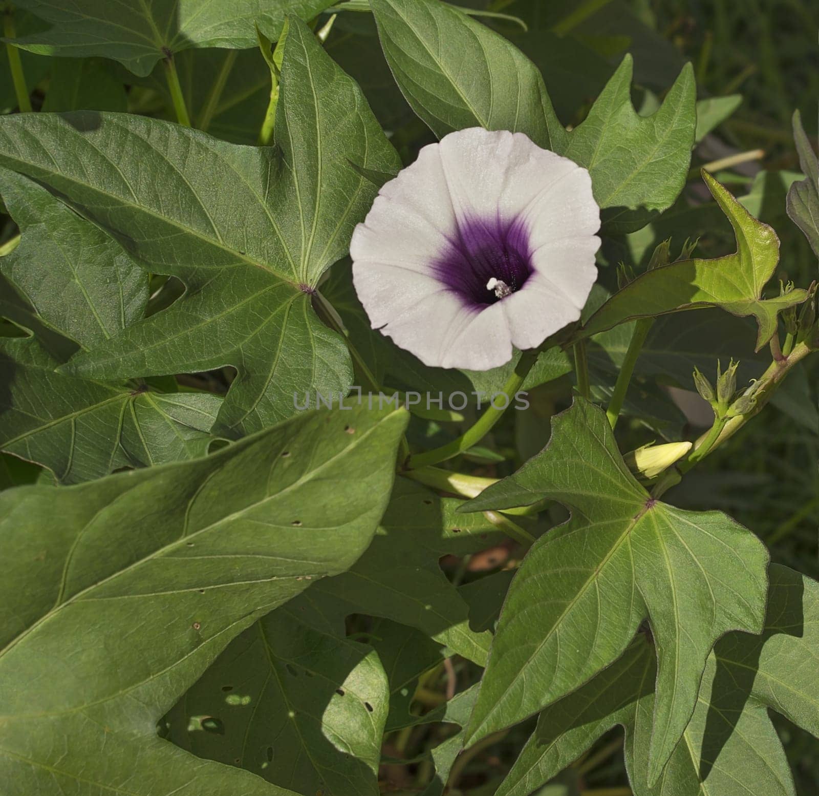 Purple sweet potato or kumera flower growing on vine with green foliage