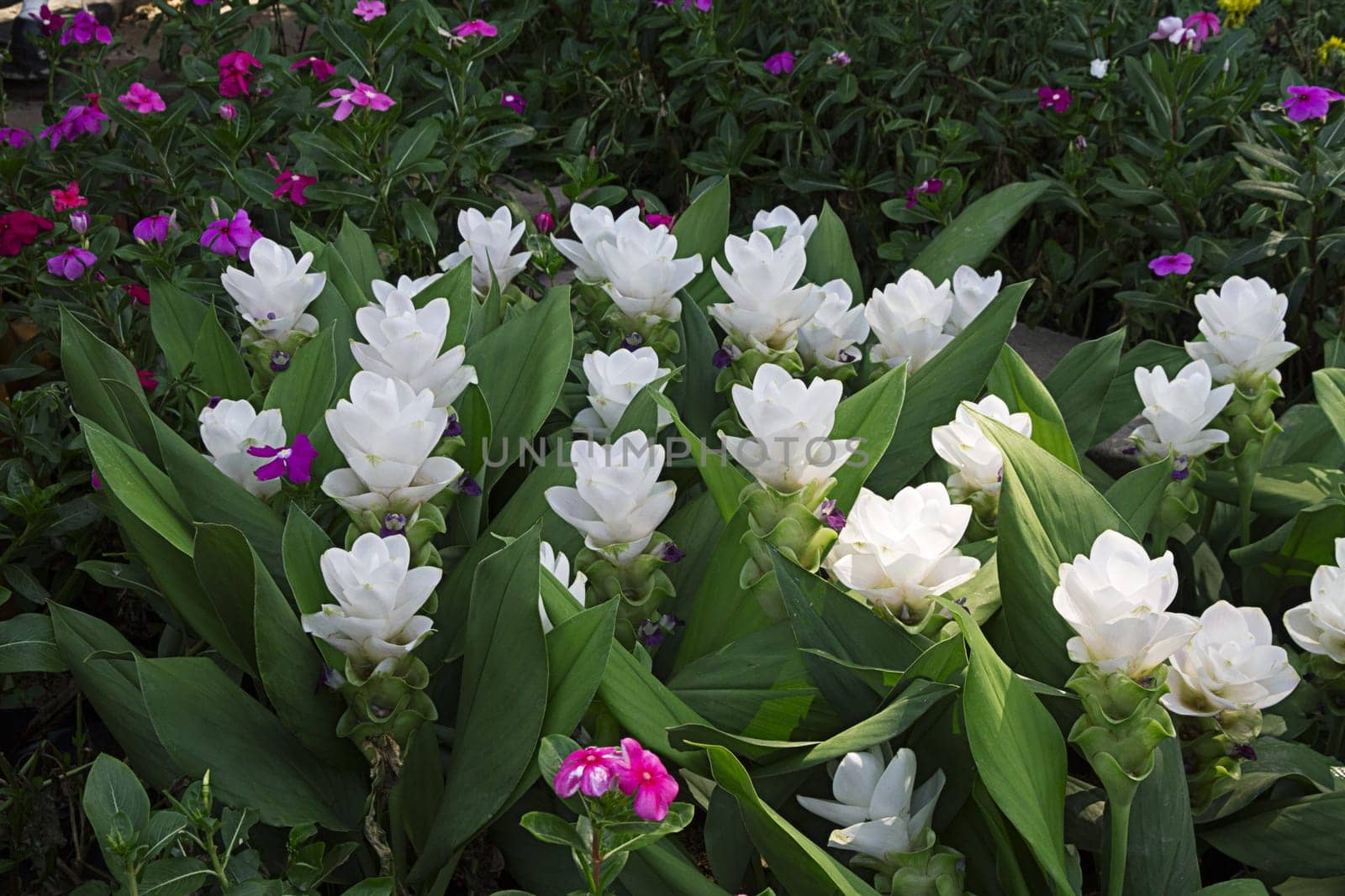 garden white flowers blooming