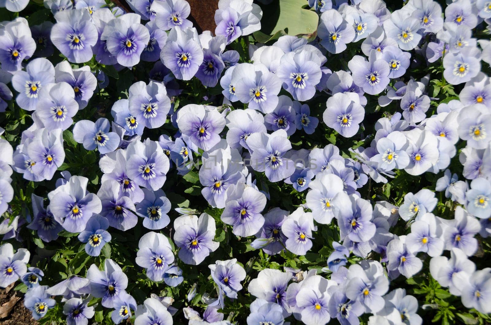 one nice discount with nice flowers with the name pansy