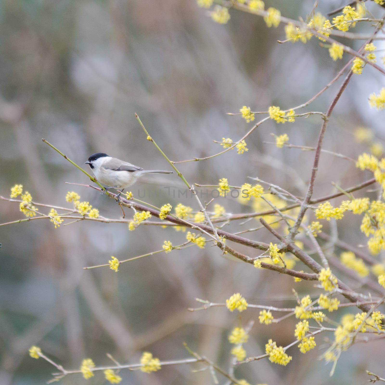 one small bird marsh tit sit in the tree