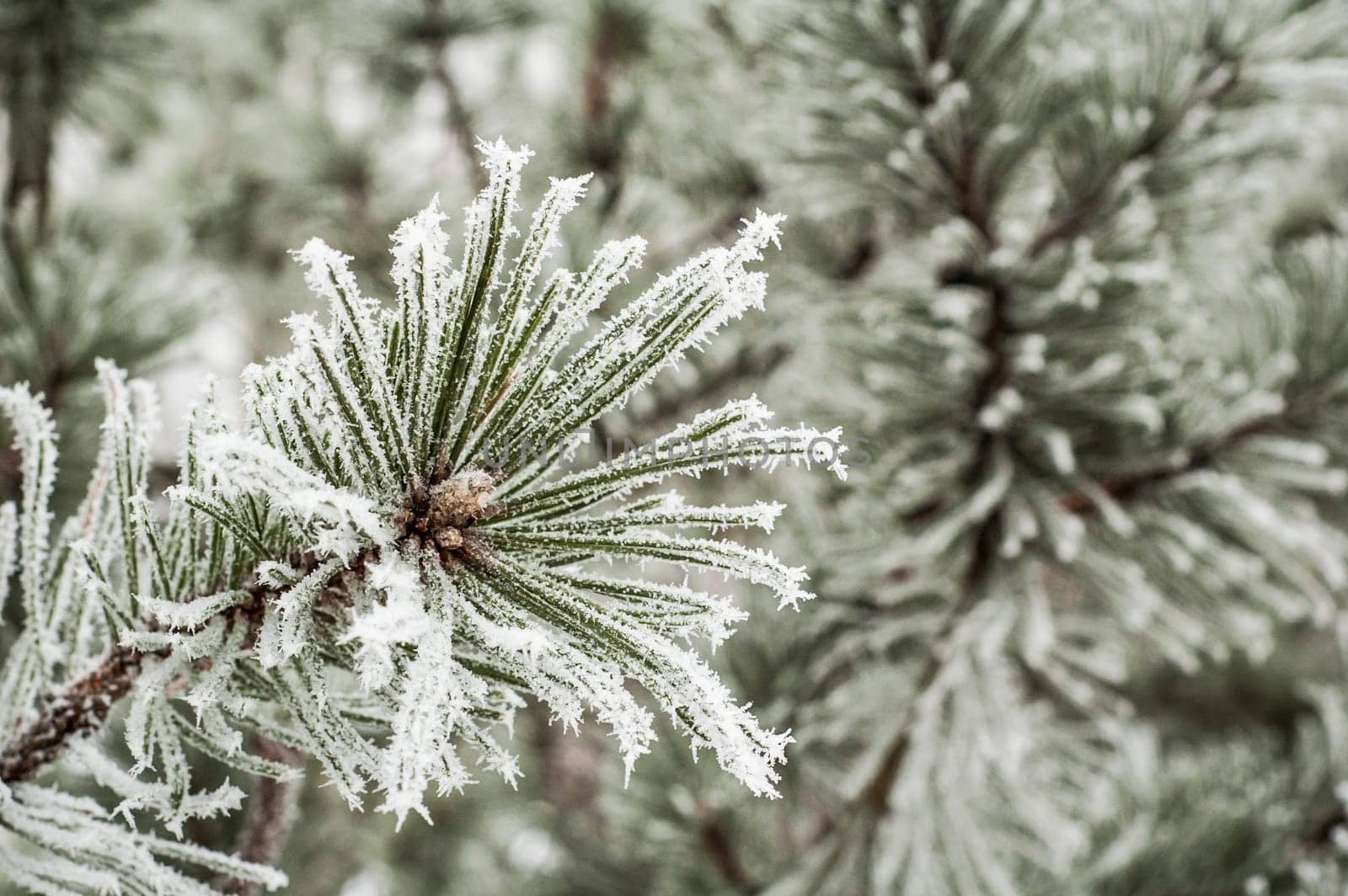 Pine needles covered with frost, close-up