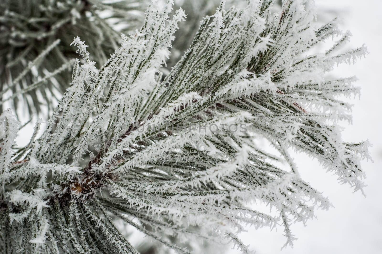 Pine needles covered with frost, close-up