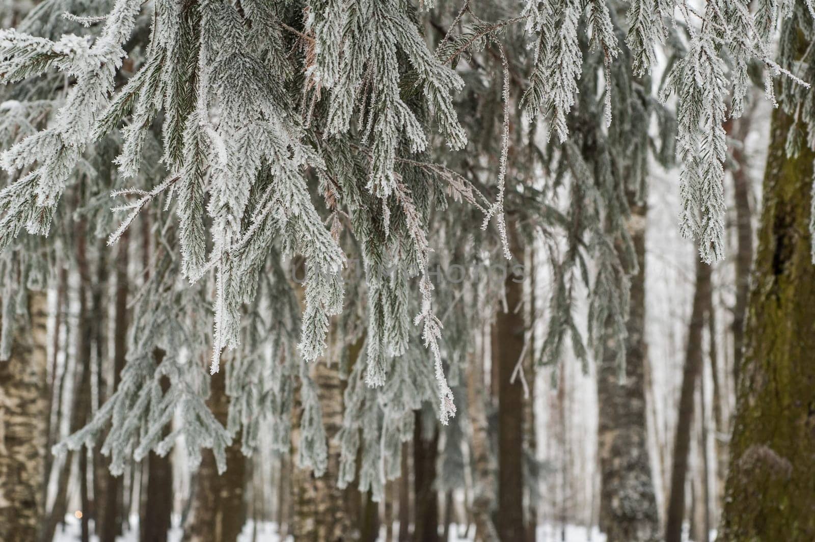 The fog in the winter, the trees covered with hoarfrost
