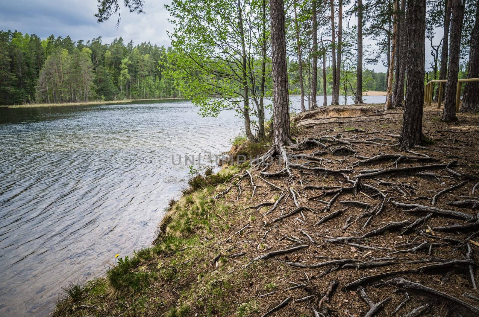 Spring landscape in the forest lake